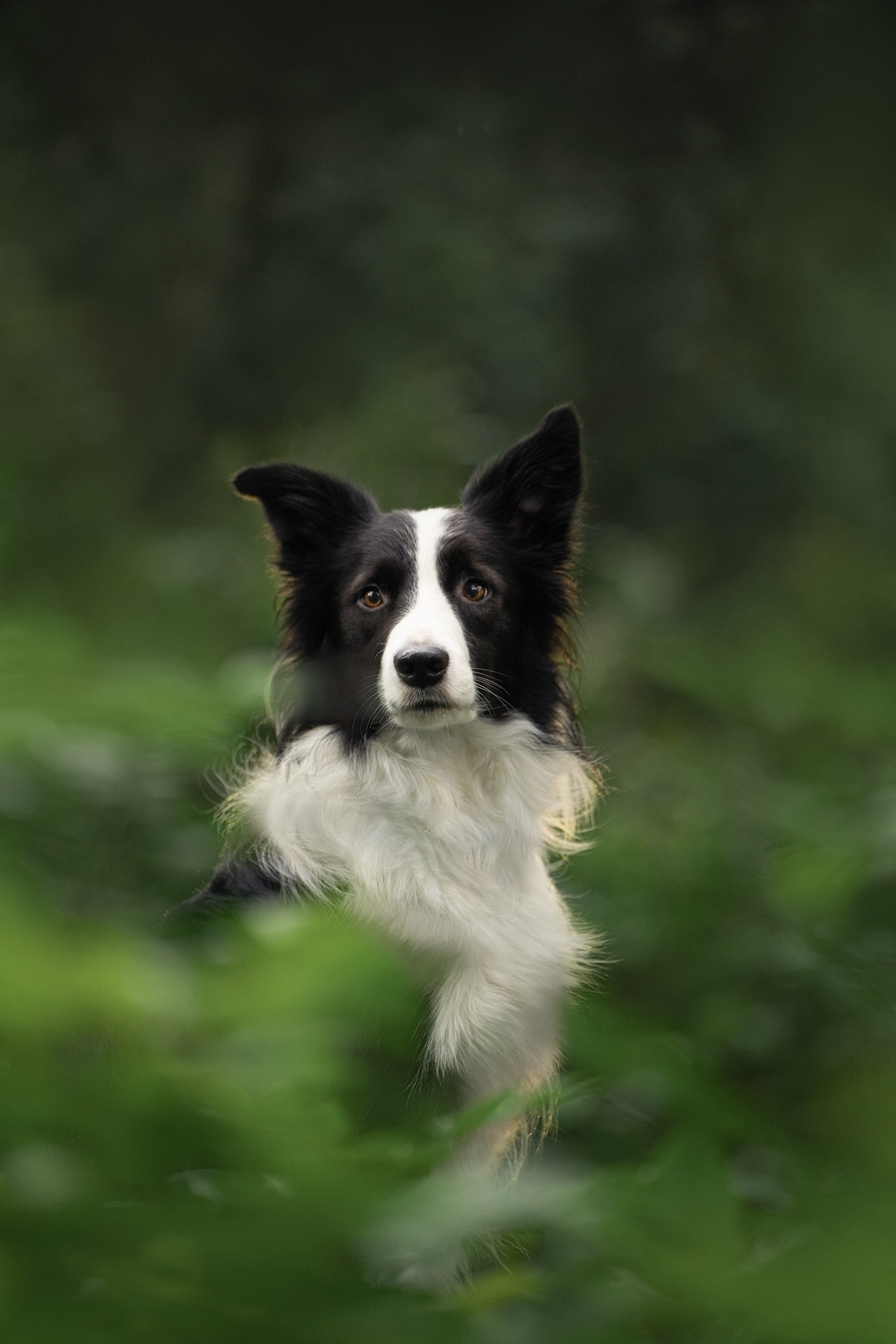 Новогодний Фиш. Фотограф анималист