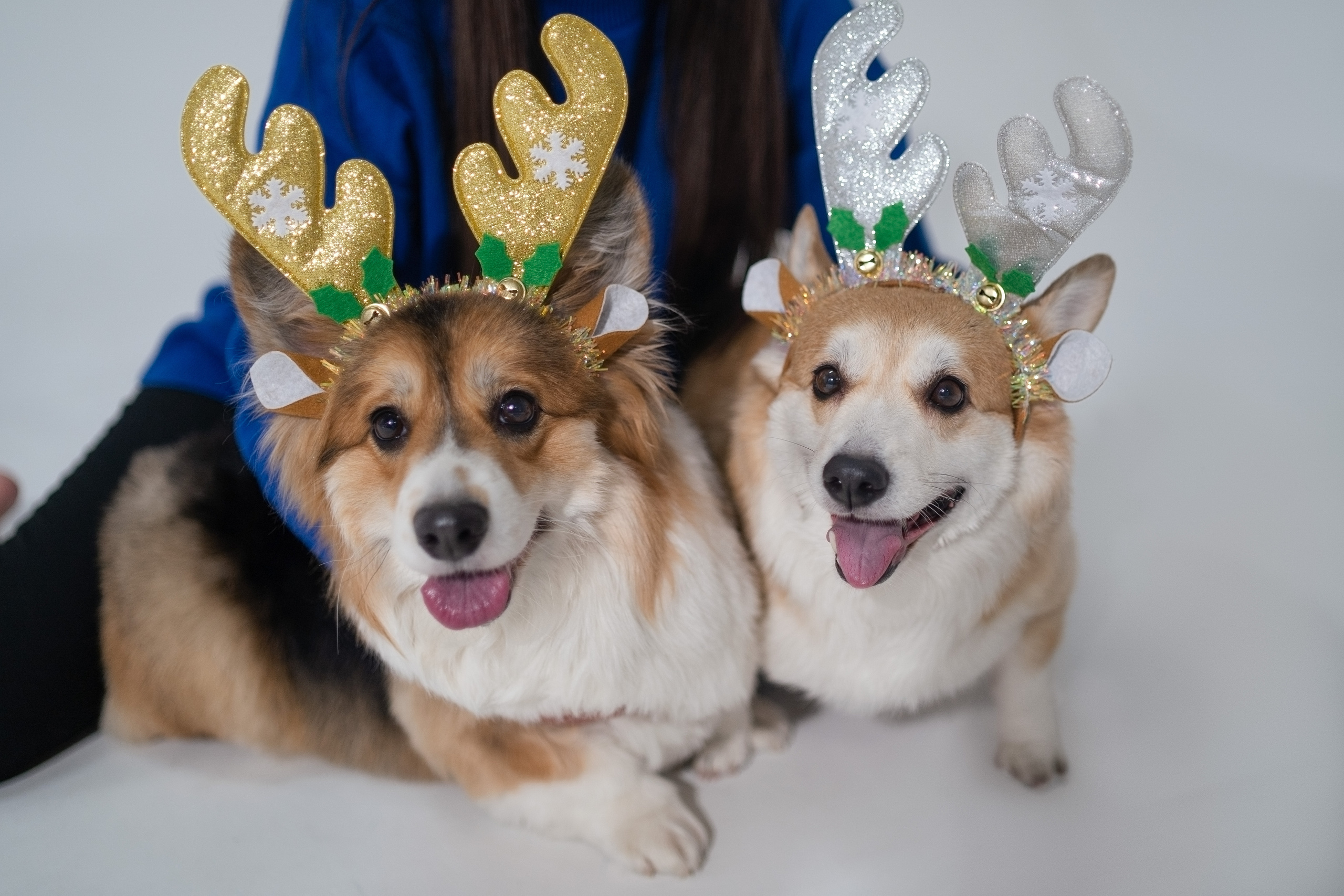 Марина и ее коржики. Фотограф анималист