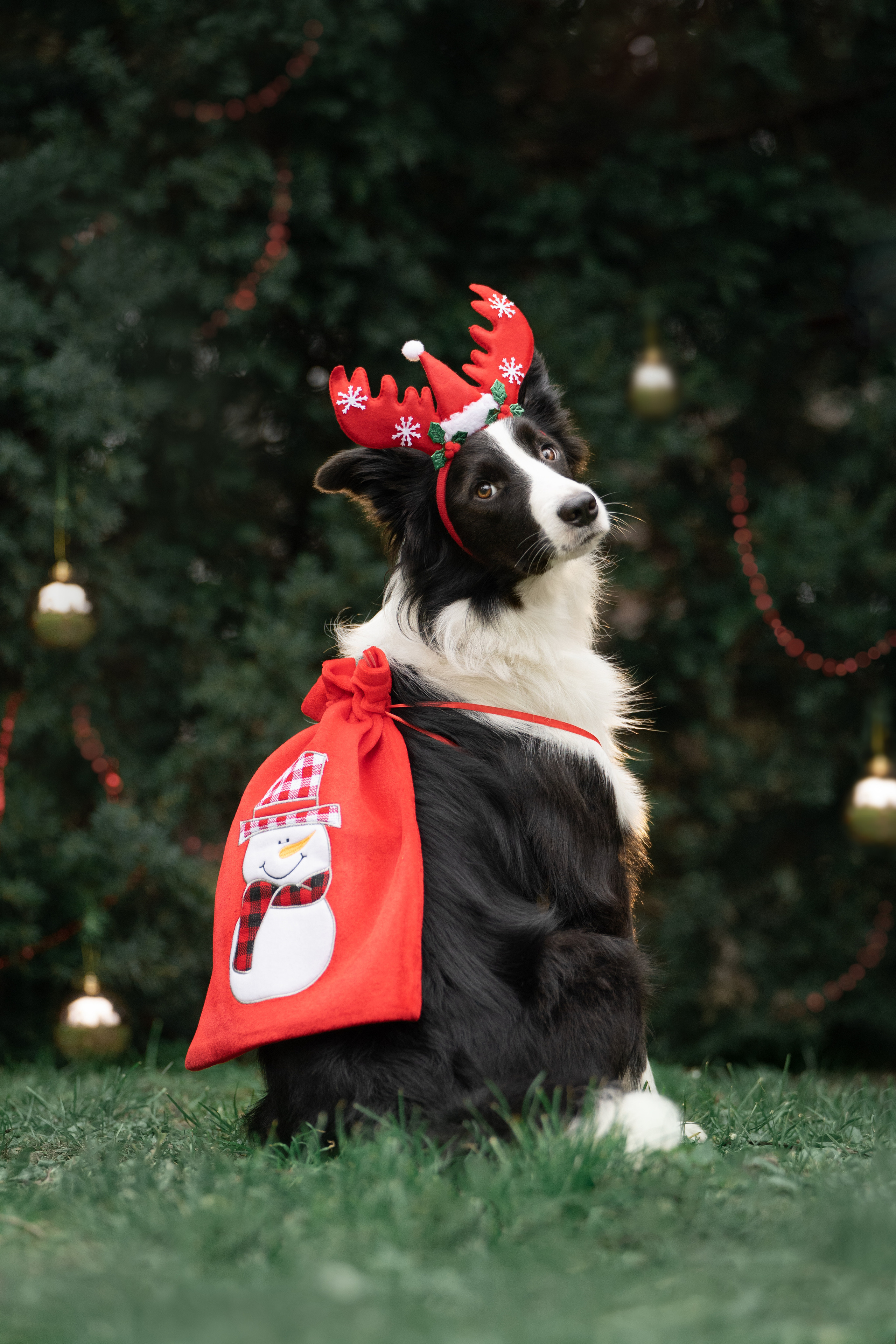 Новогодний Фиш. Фотограф анималист