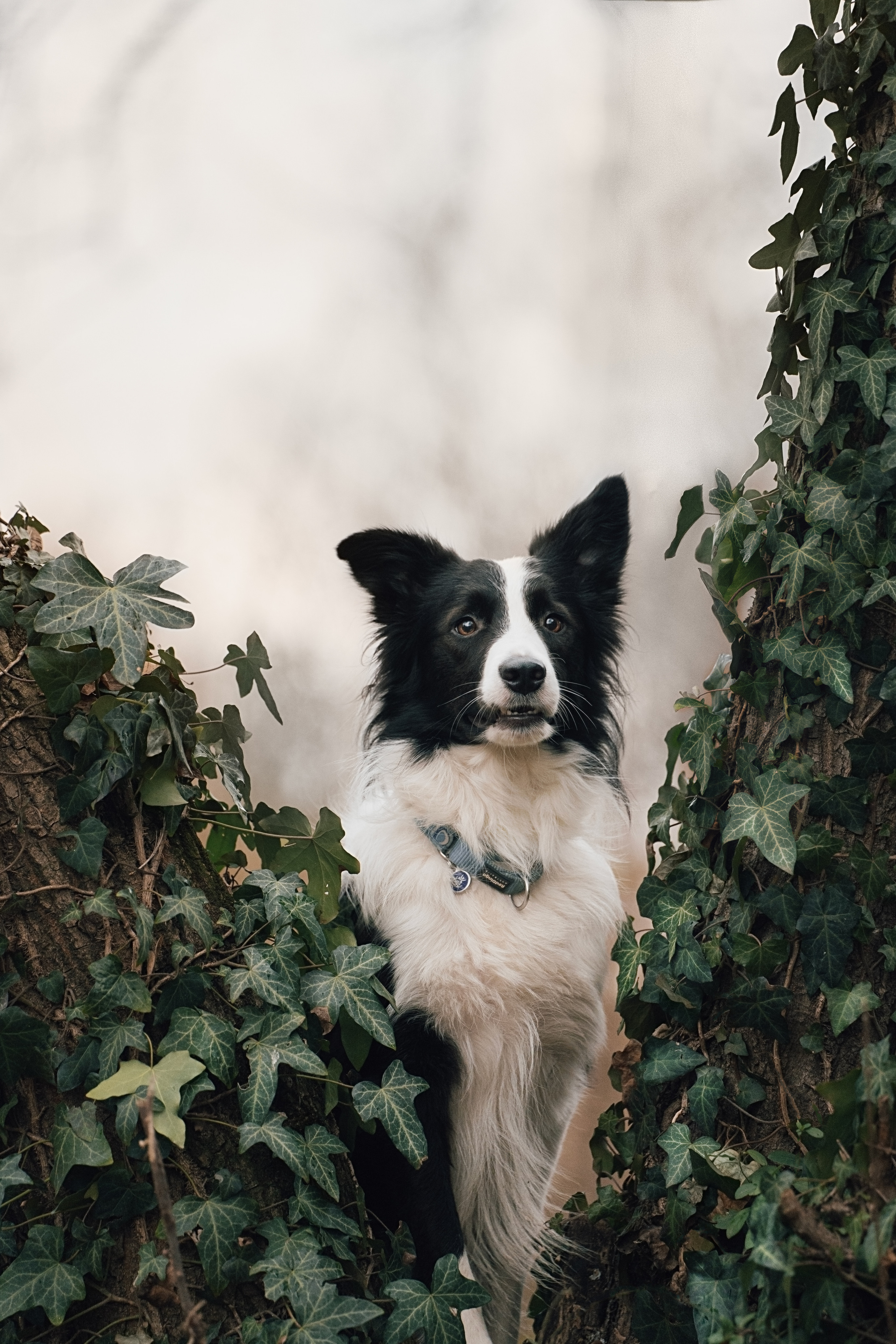 Новогодний Фиш. Фотограф анималист