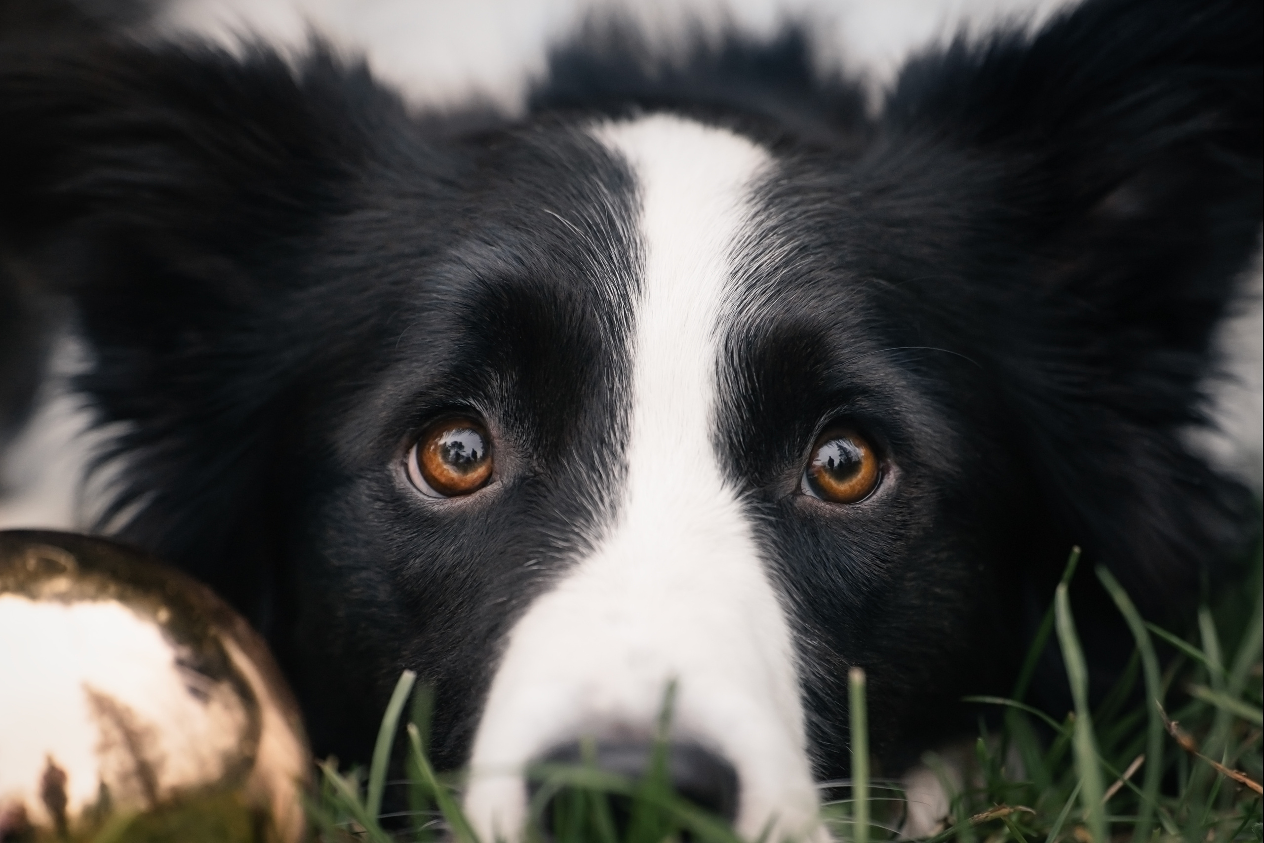 Новогодний Фиш. Фотограф анималист