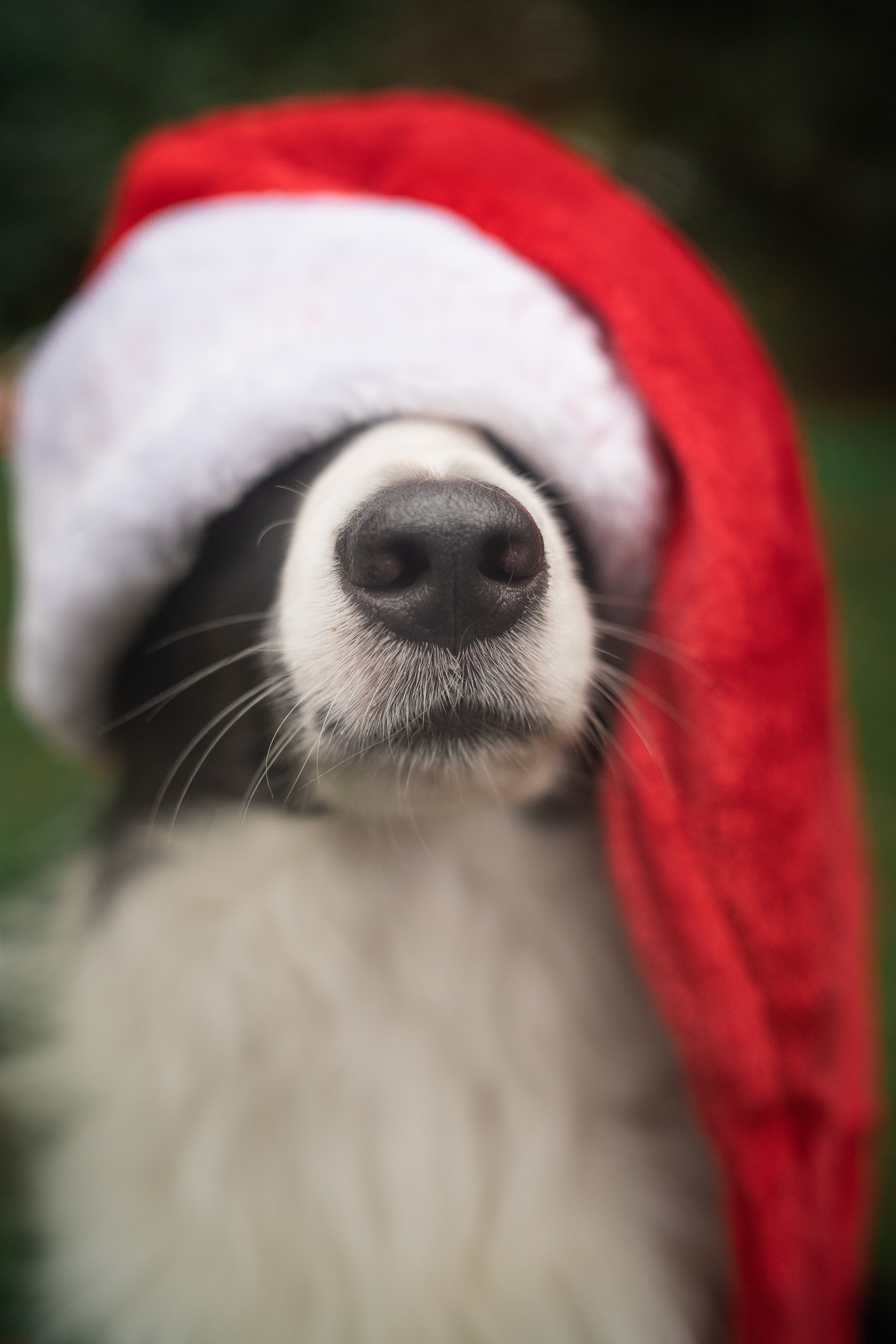 Новогодний Фиш. Фотограф анималист