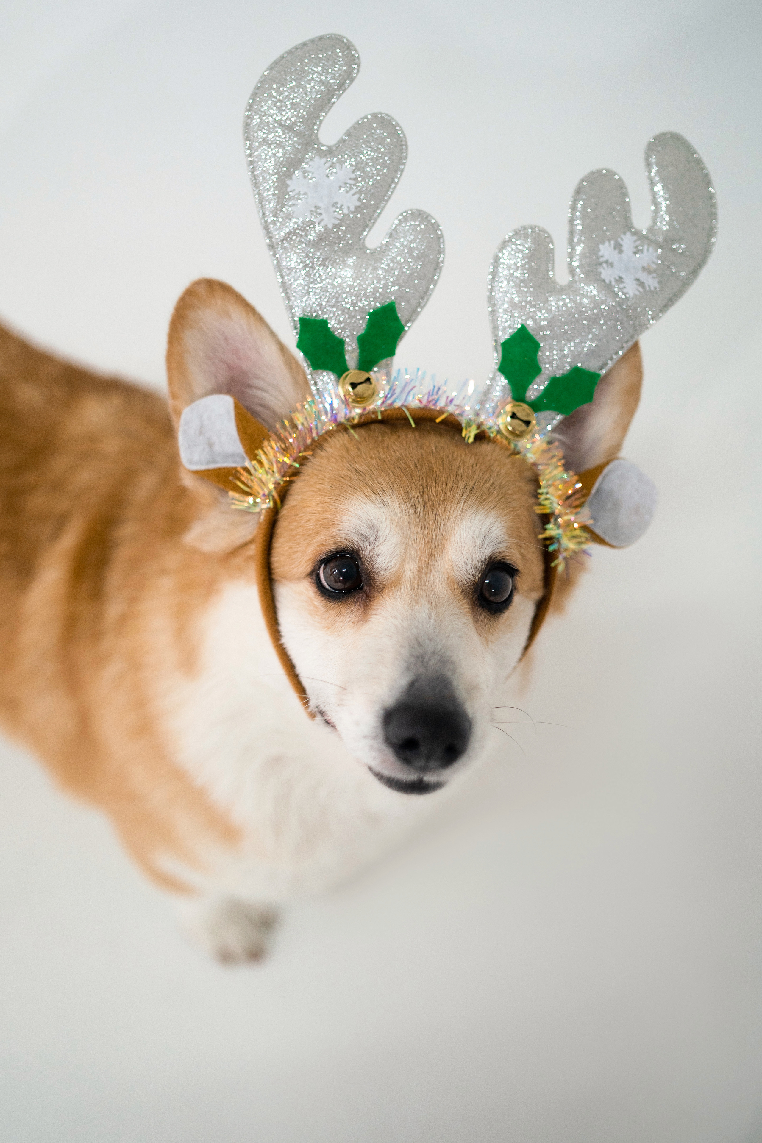 Марина и ее коржики. Фотограф анималист