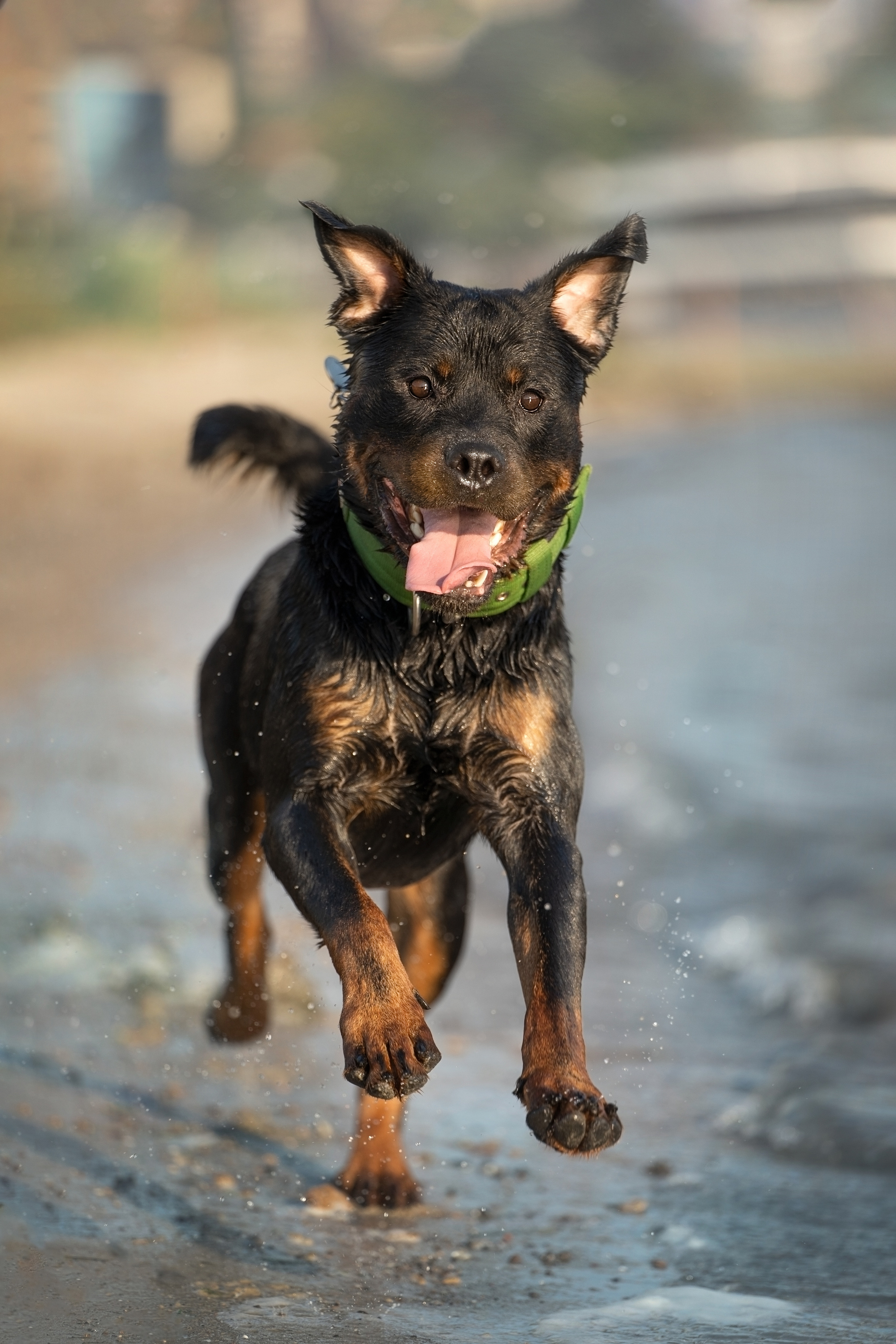 Амадик на рассвете. Фотограф анималист
