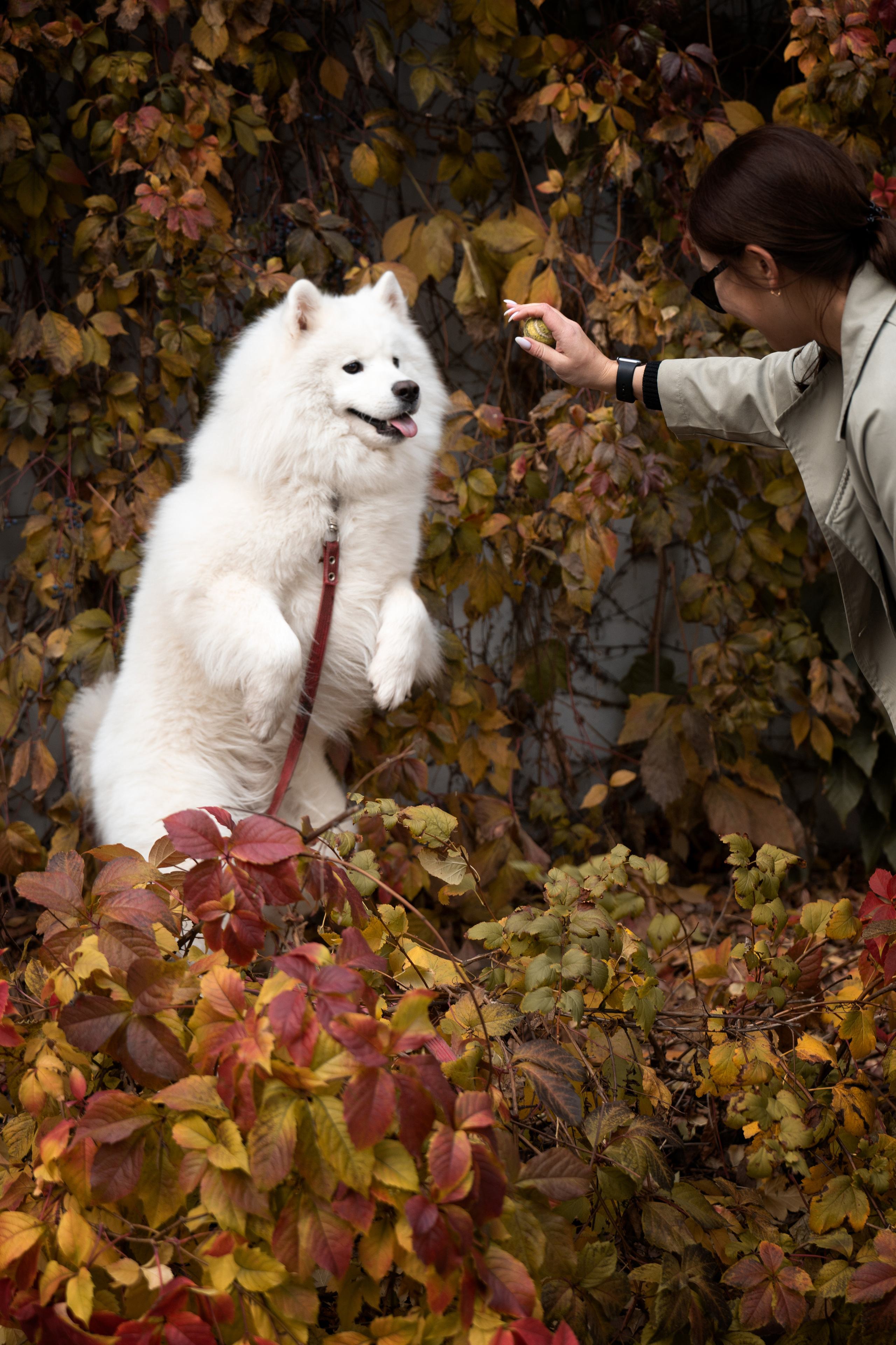 Белый и пушистый. Фотограф анималист