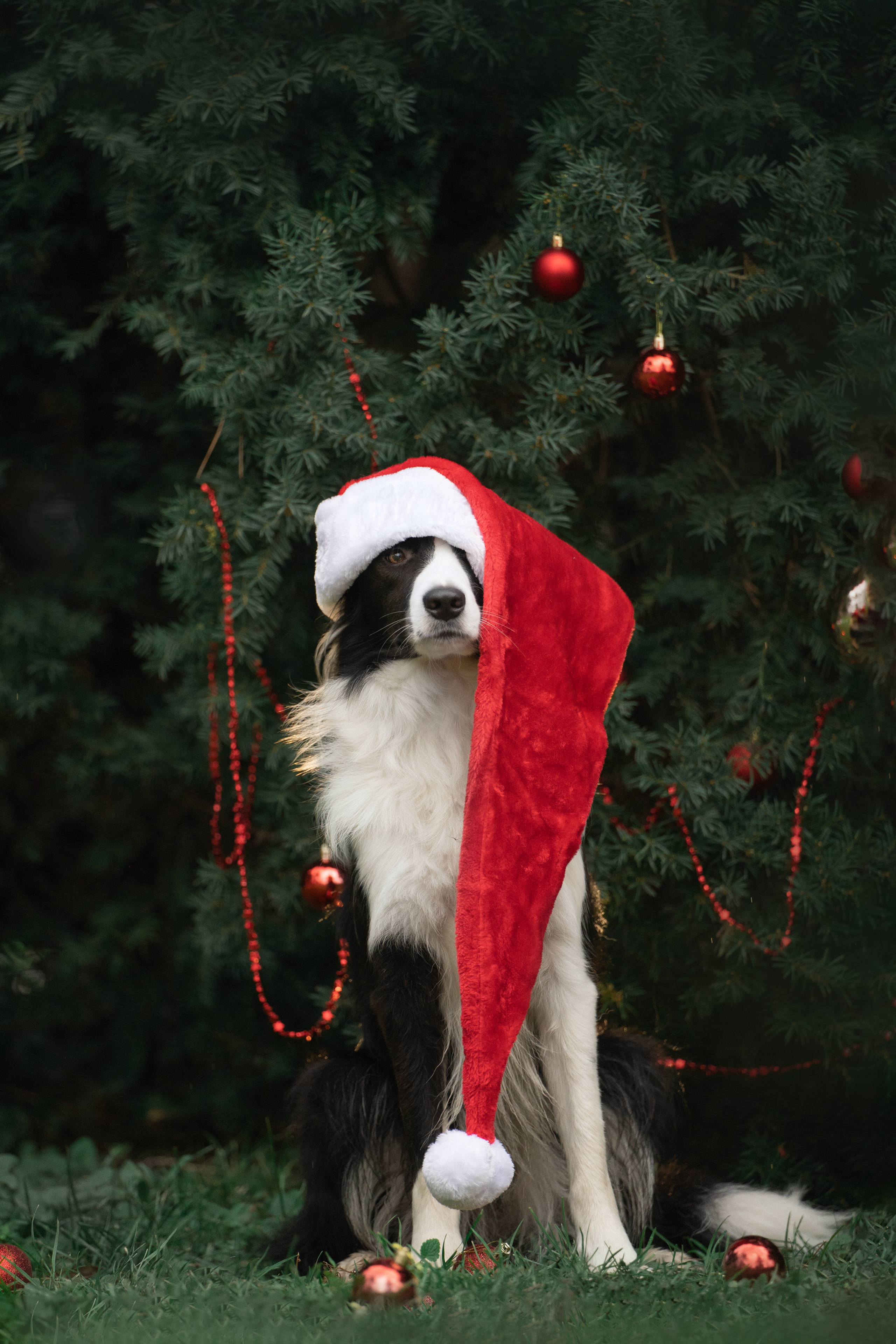Новогодний Фиш. Фотограф анималист