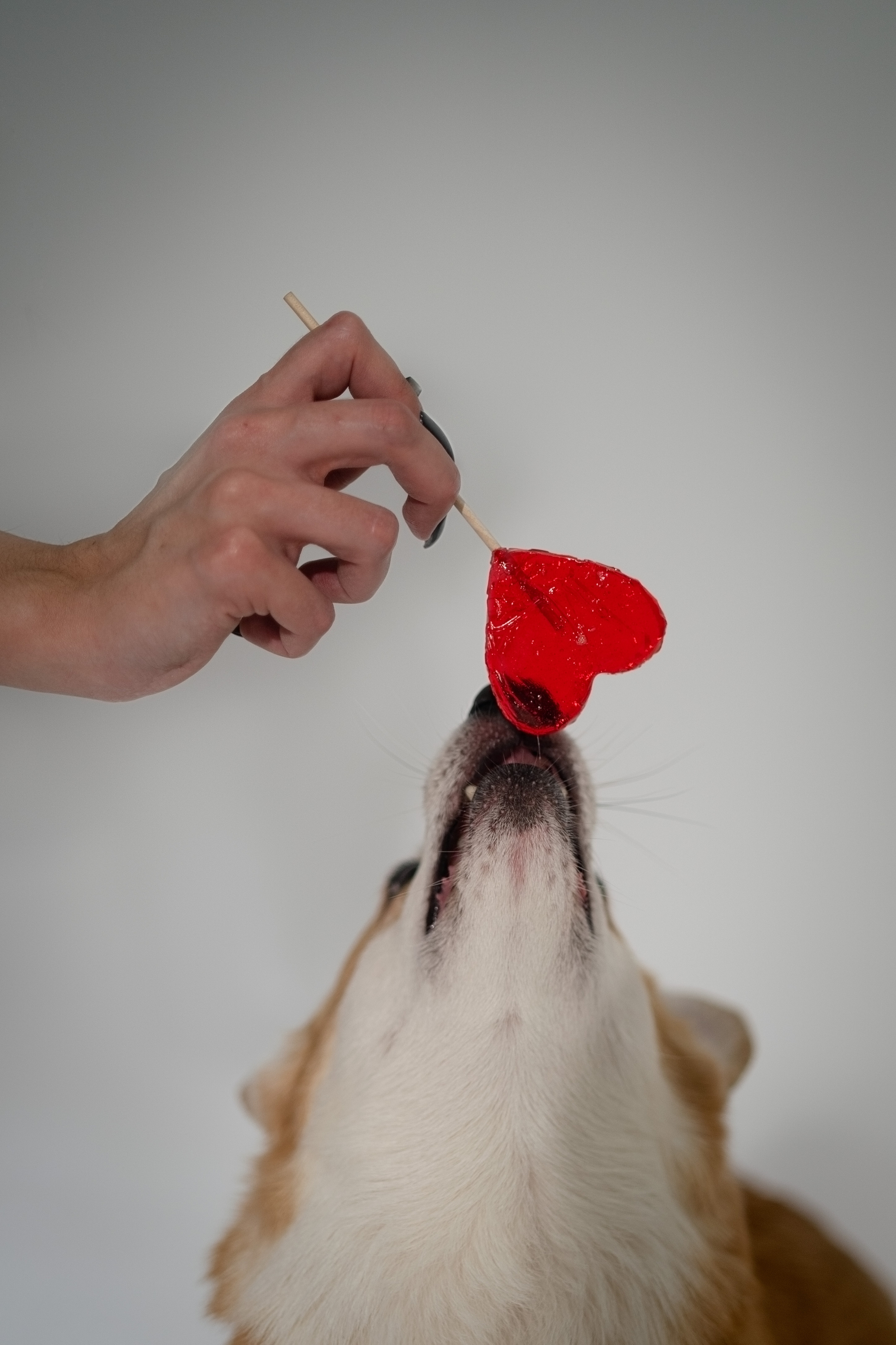 Марина и ее коржики. Фотограф анималист