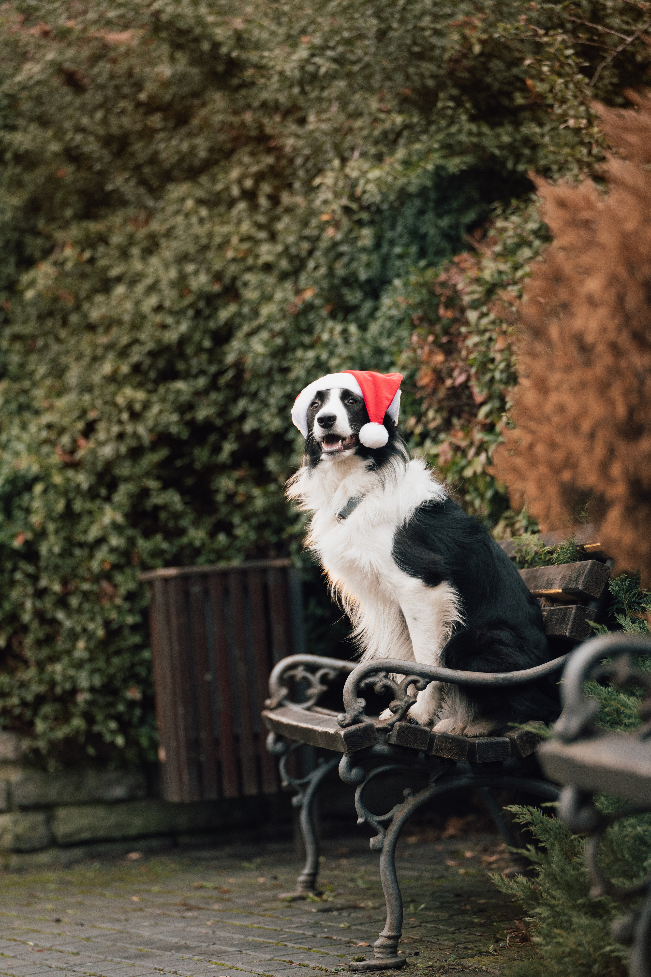 Новогодний Фиш. Фотограф анималист