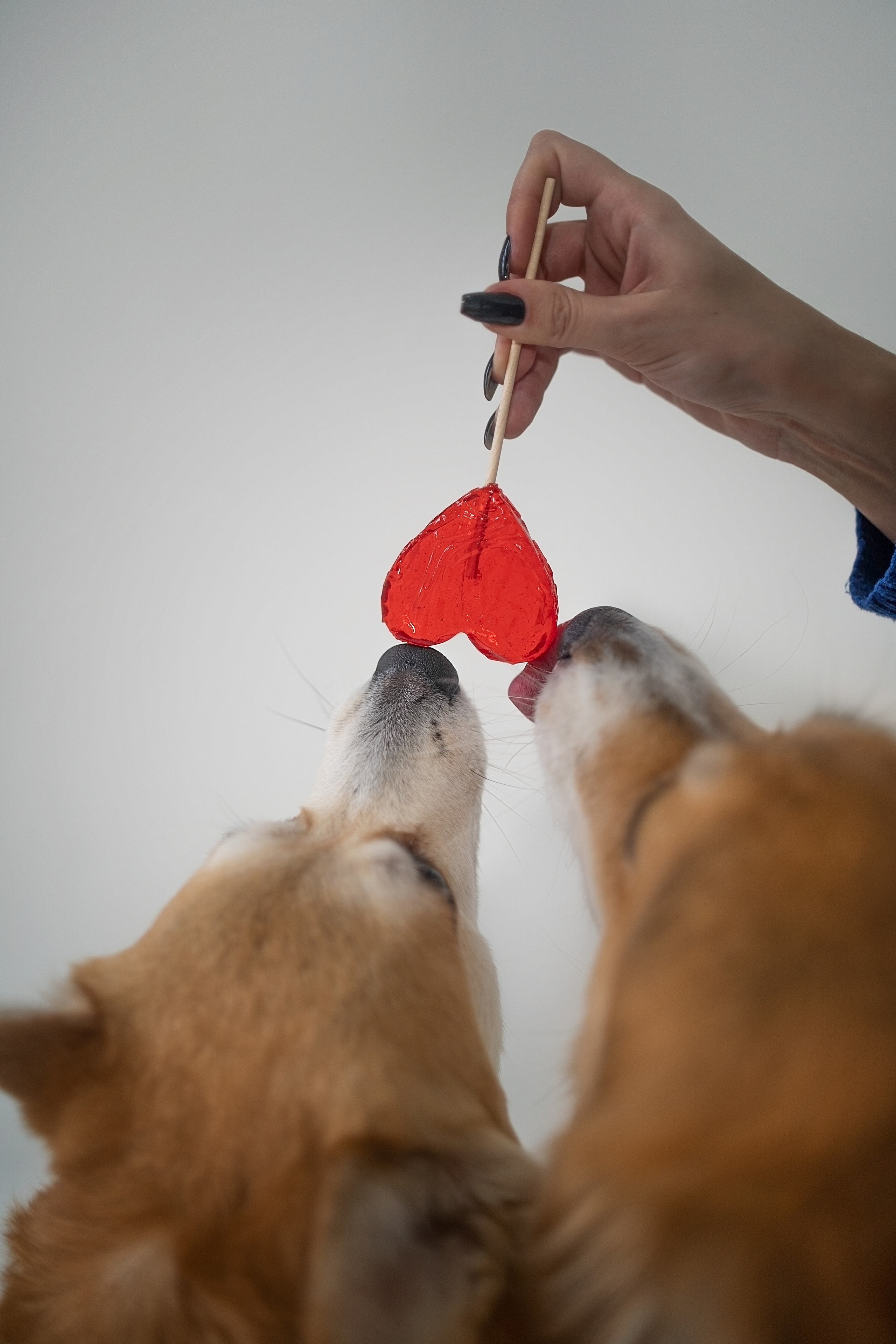 Марина и ее коржики. Фотограф анималист