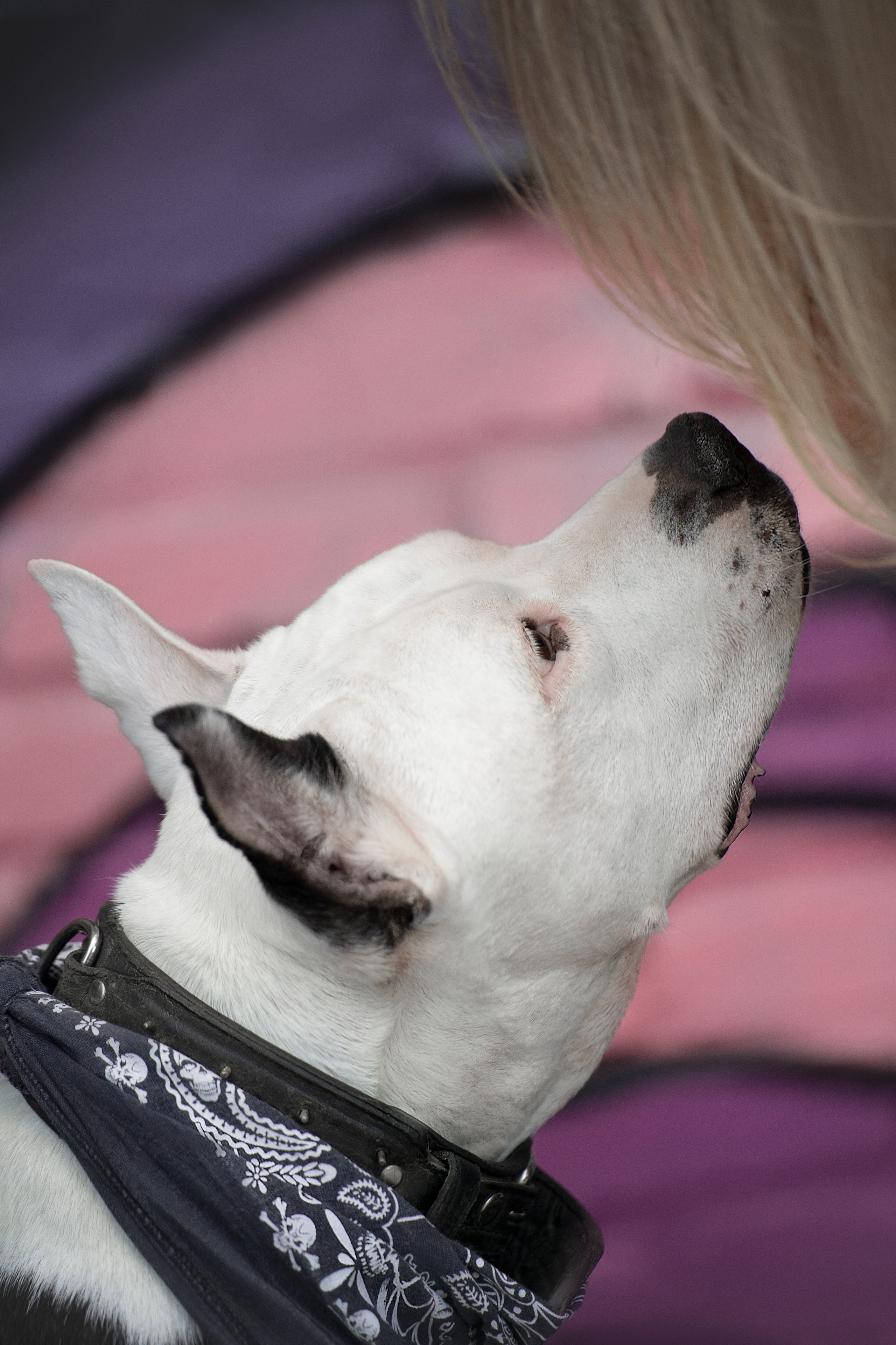 Оля и Пит в городе. Фотограф анималист