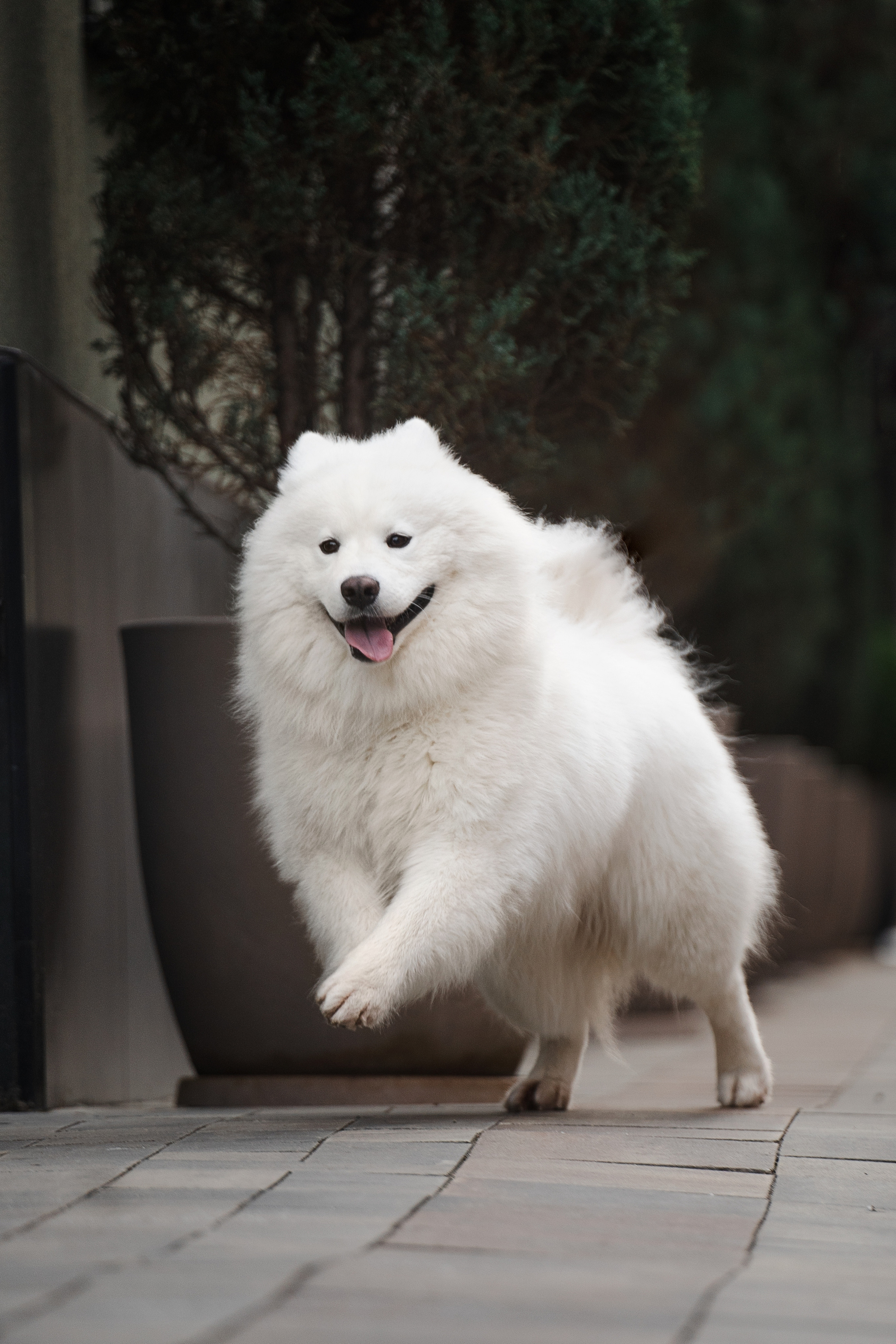 Белый и пушистый. Фотограф анималист