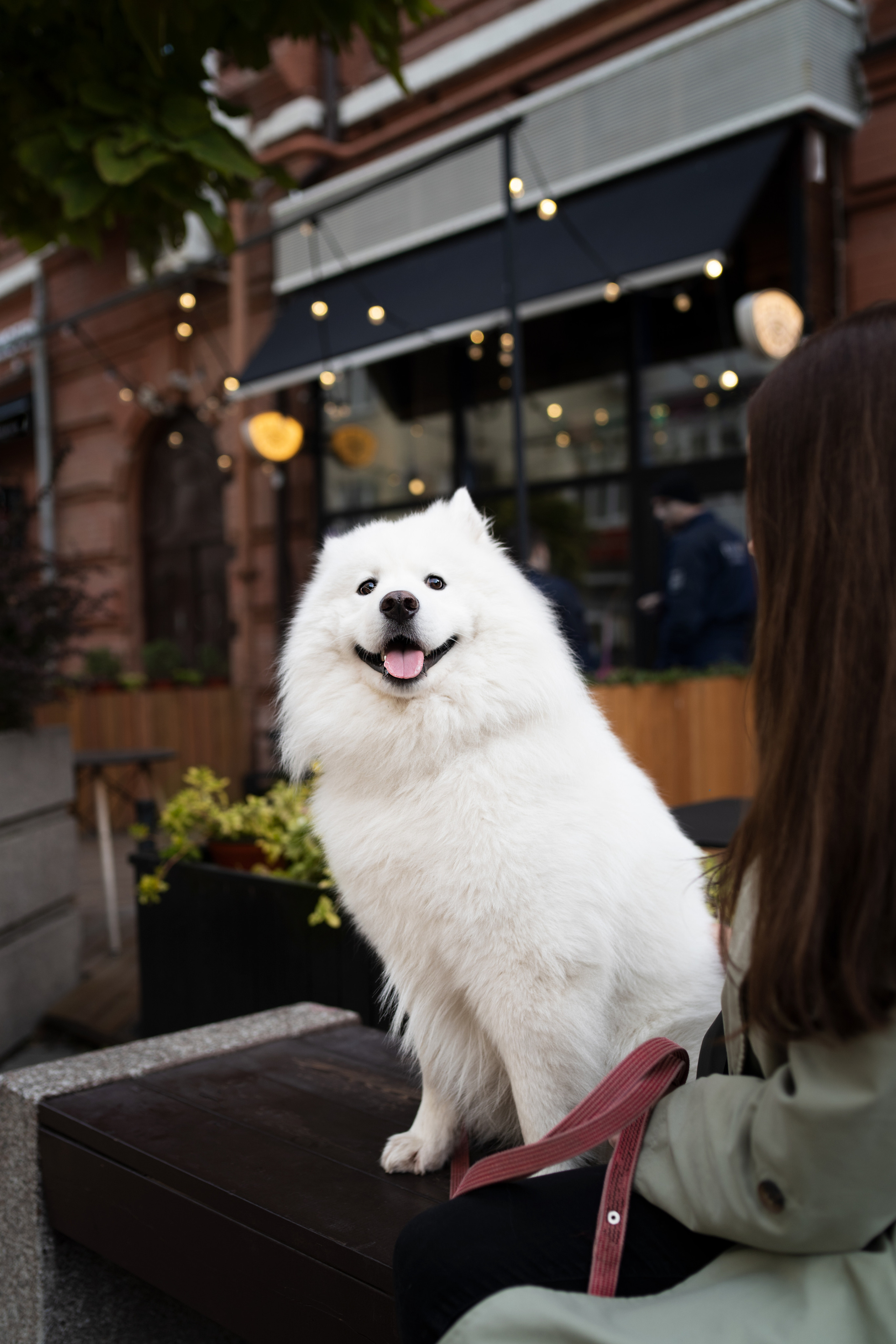 Белый и пушистый. Фотограф анималист