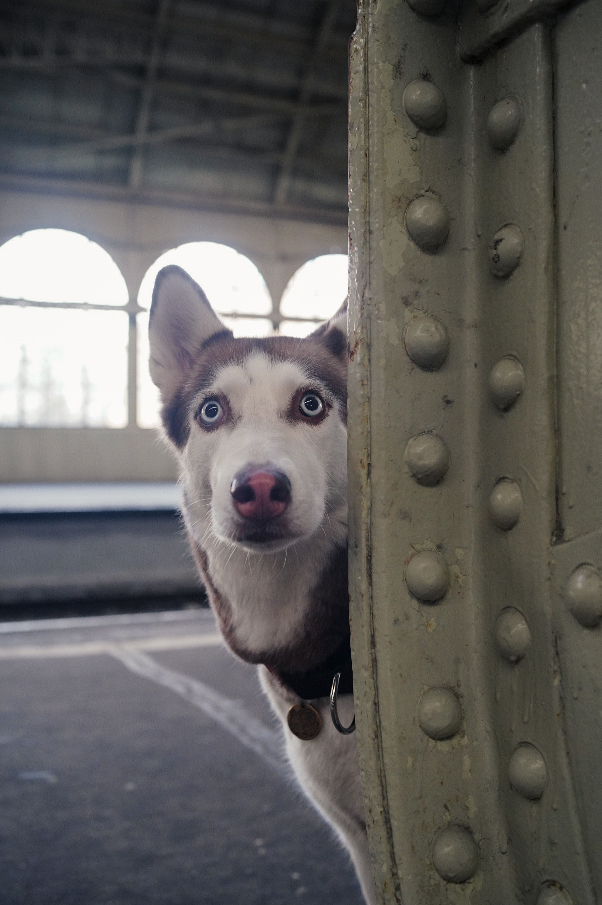 На вокзале. Фотограф анималист