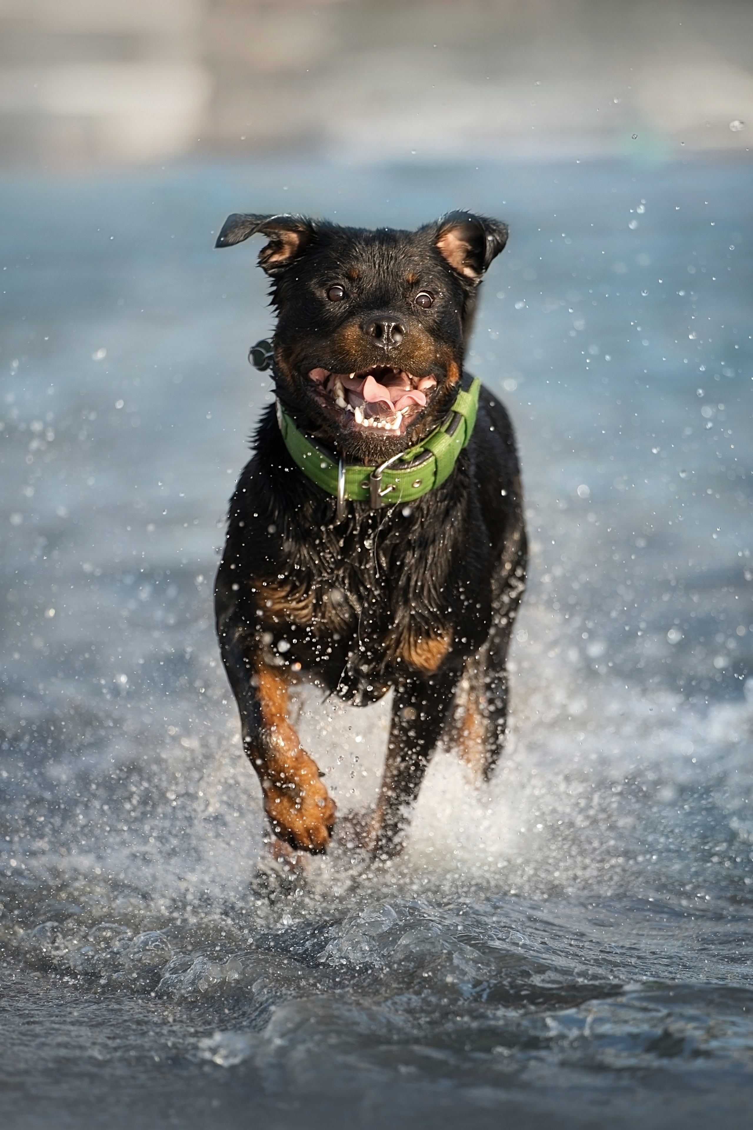 Амадик на рассвете. Фотограф анималист