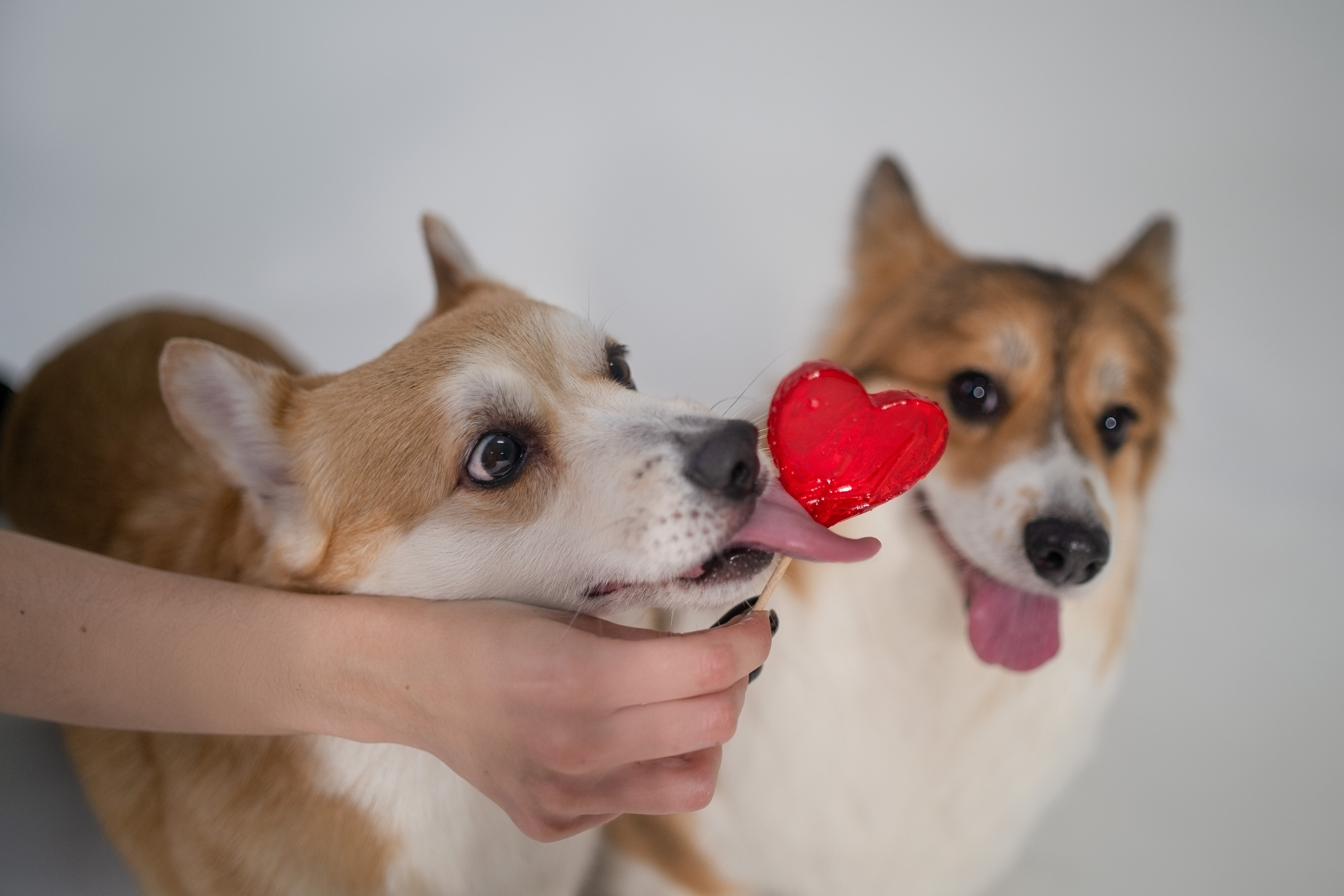 Марина и ее коржики. Фотограф анималист