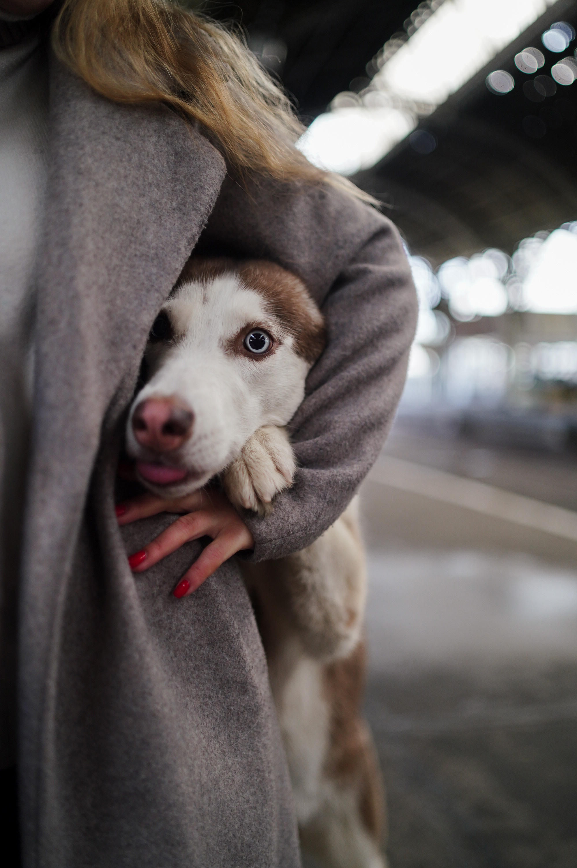 На вокзале. Фотограф анималист