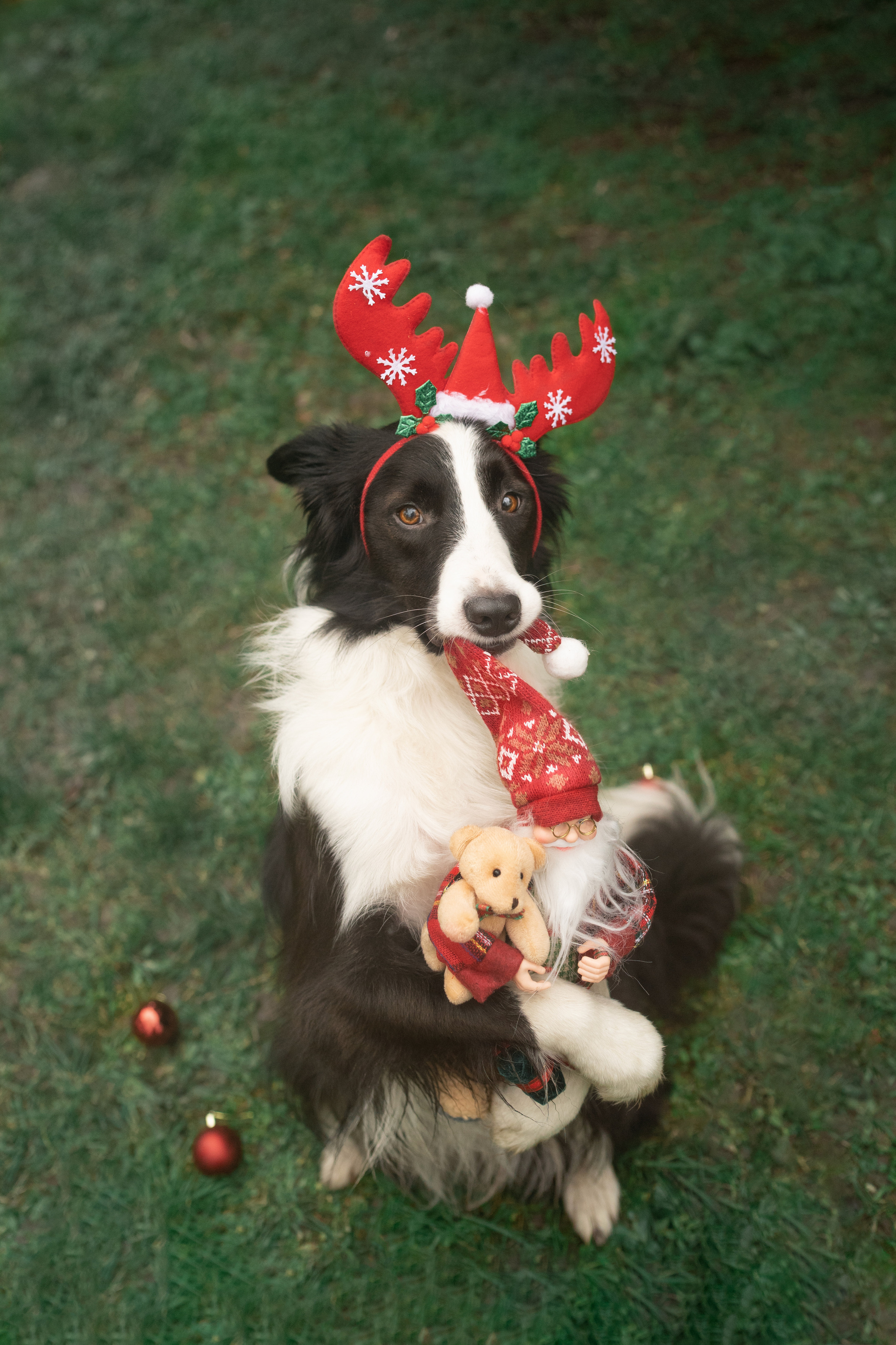 Новогодний Фиш. Фотограф анималист