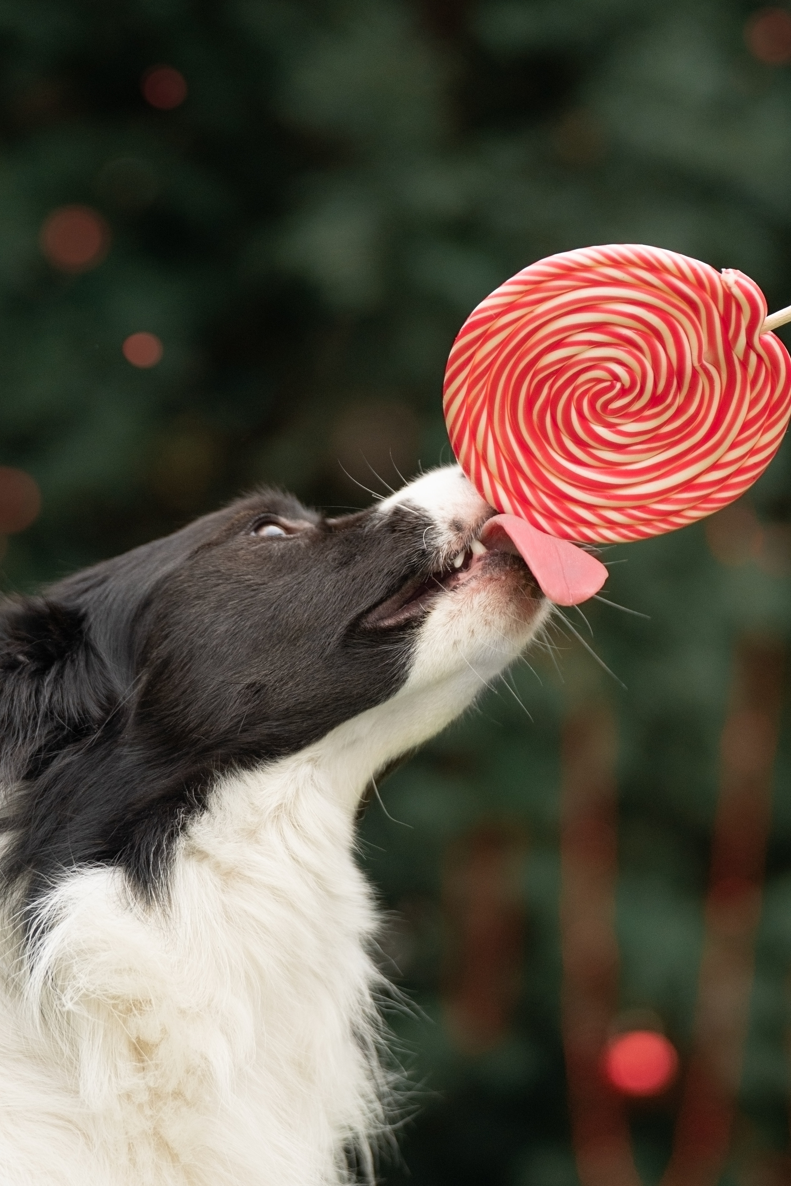 Новогодний Фиш. Фотограф анималист