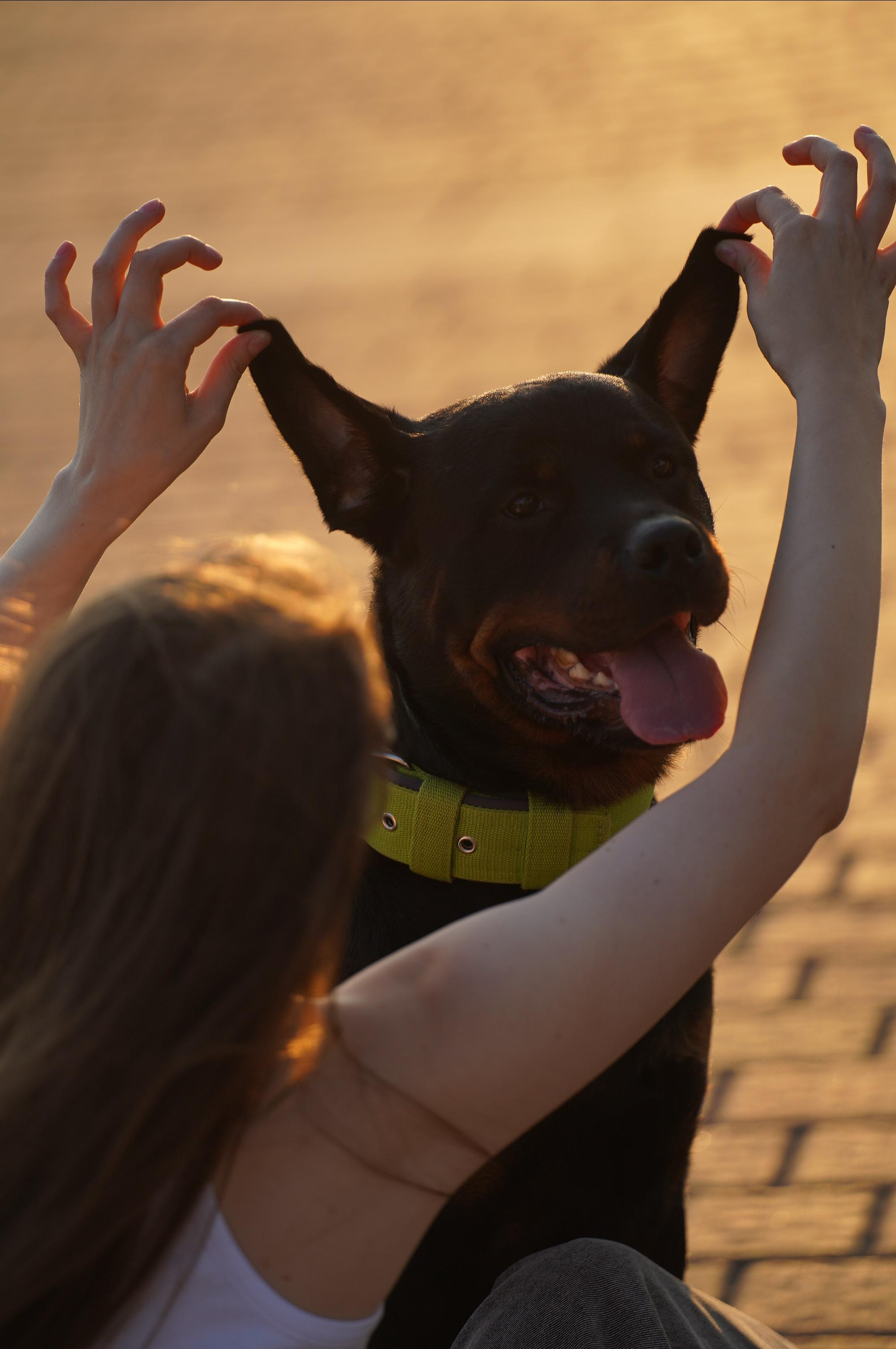 Амадик на рассвете. Фотограф анималист