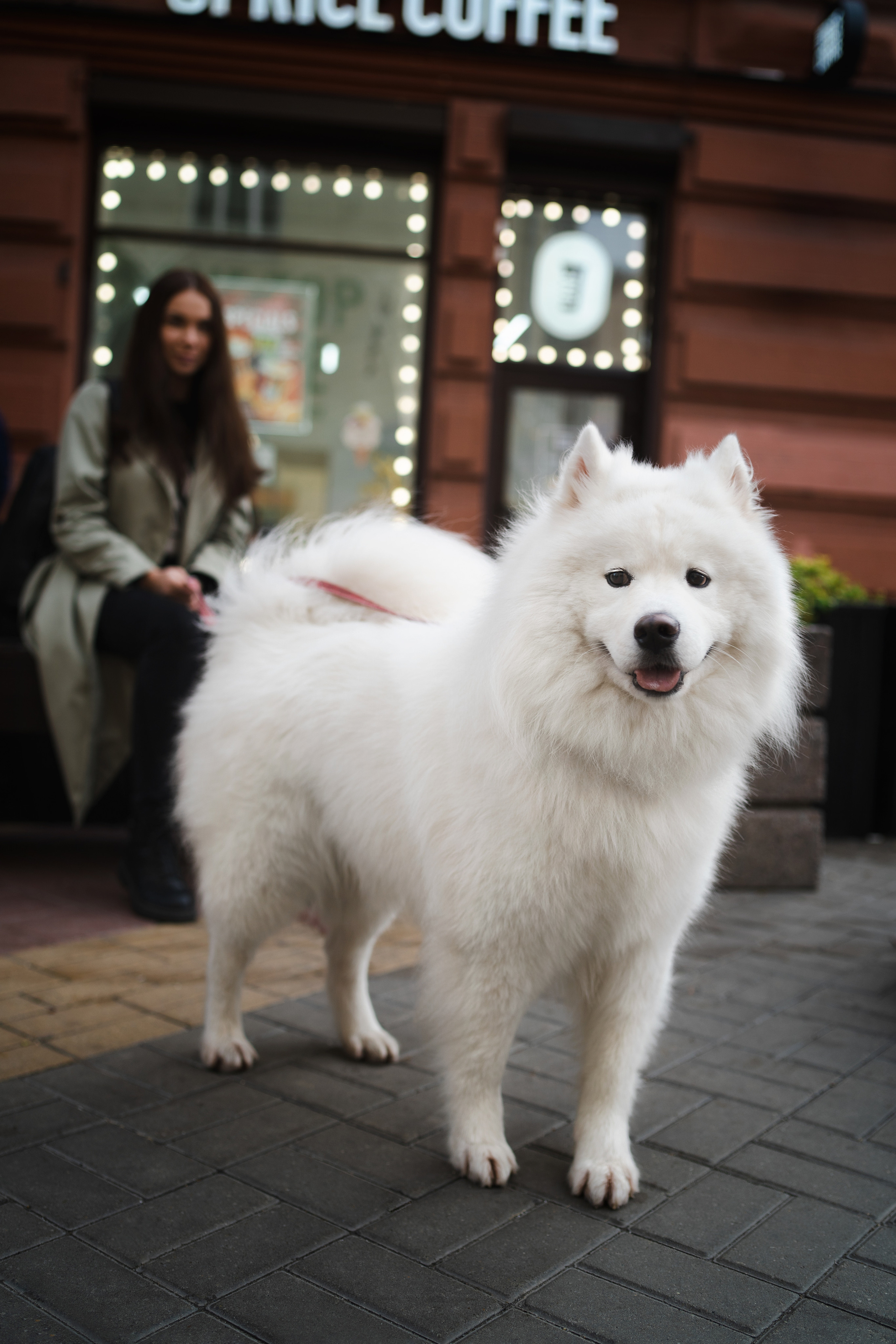 Белый и пушистый. Фотограф анималист