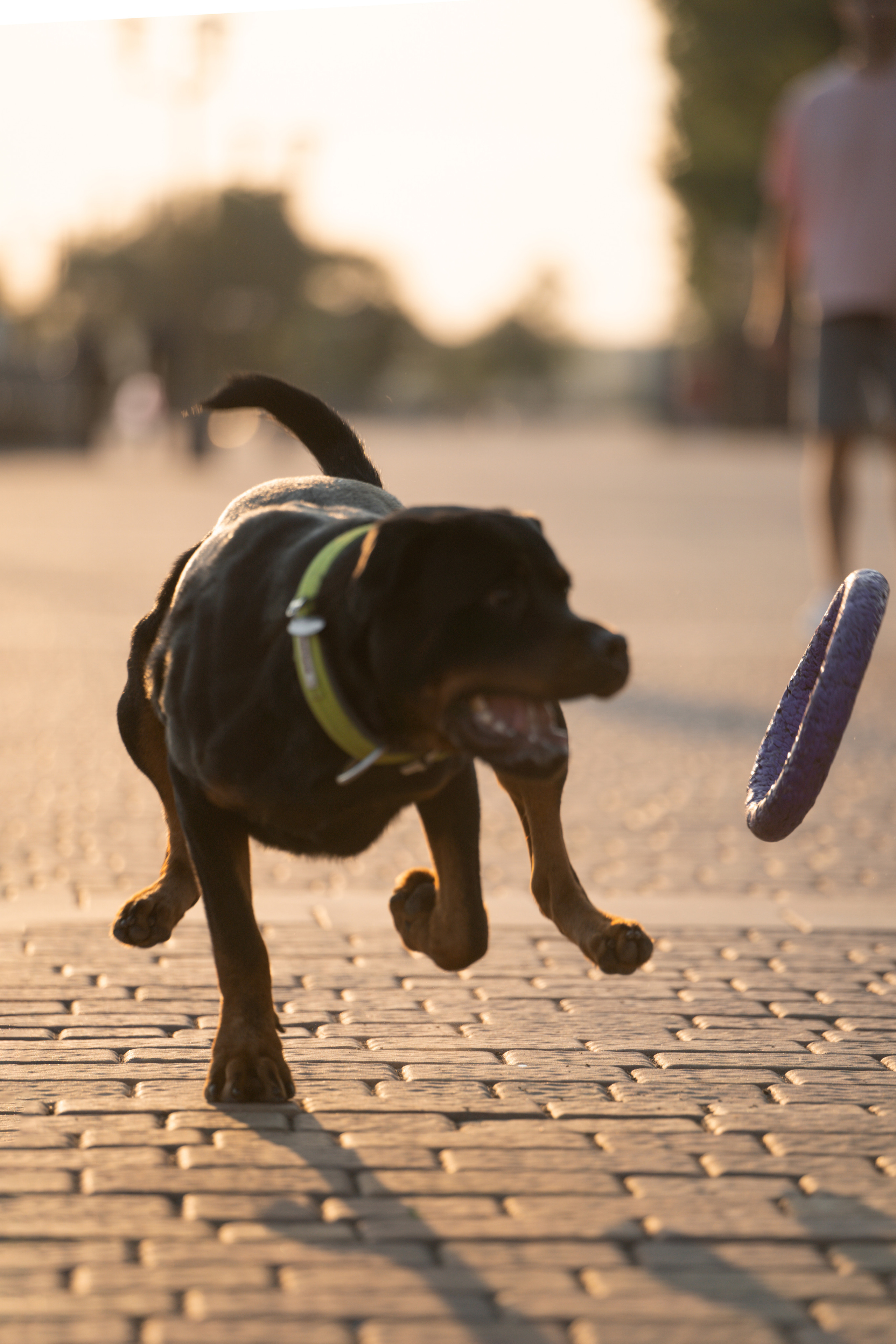 Амадик на рассвете. Фотограф анималист