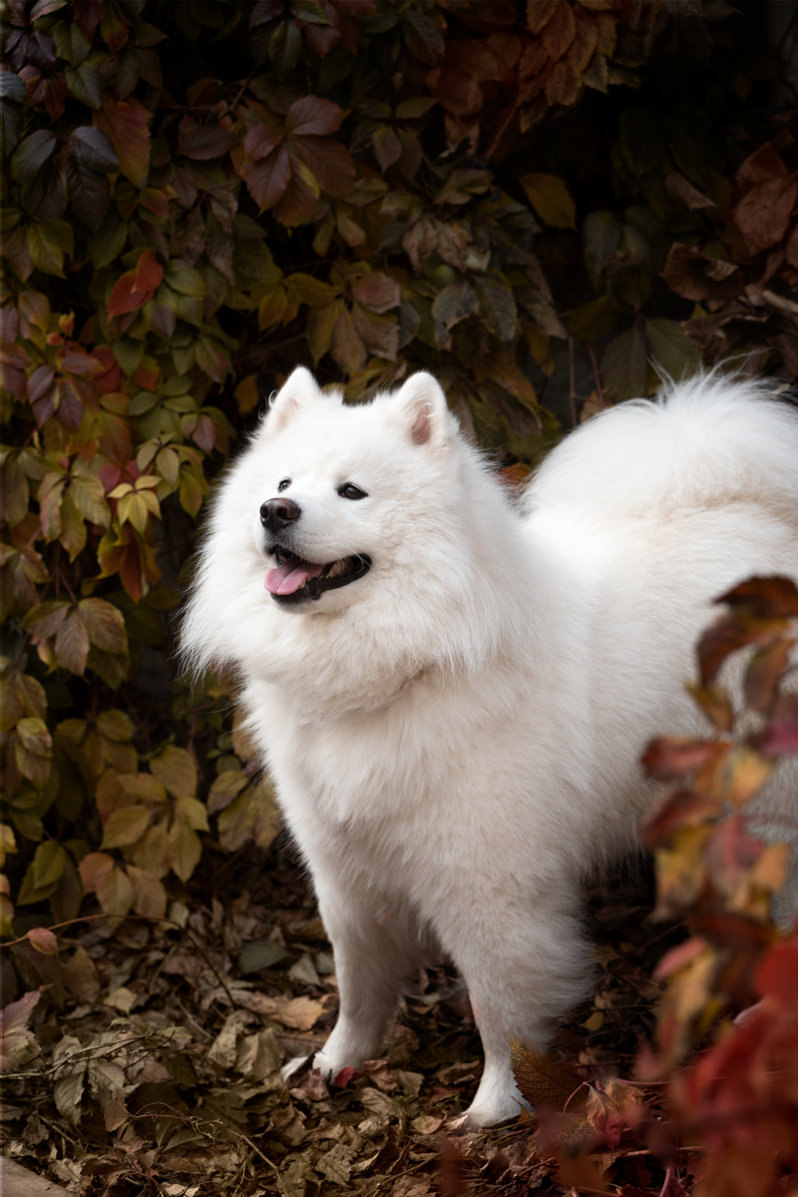 Белый и пушистый. Фотограф анималист