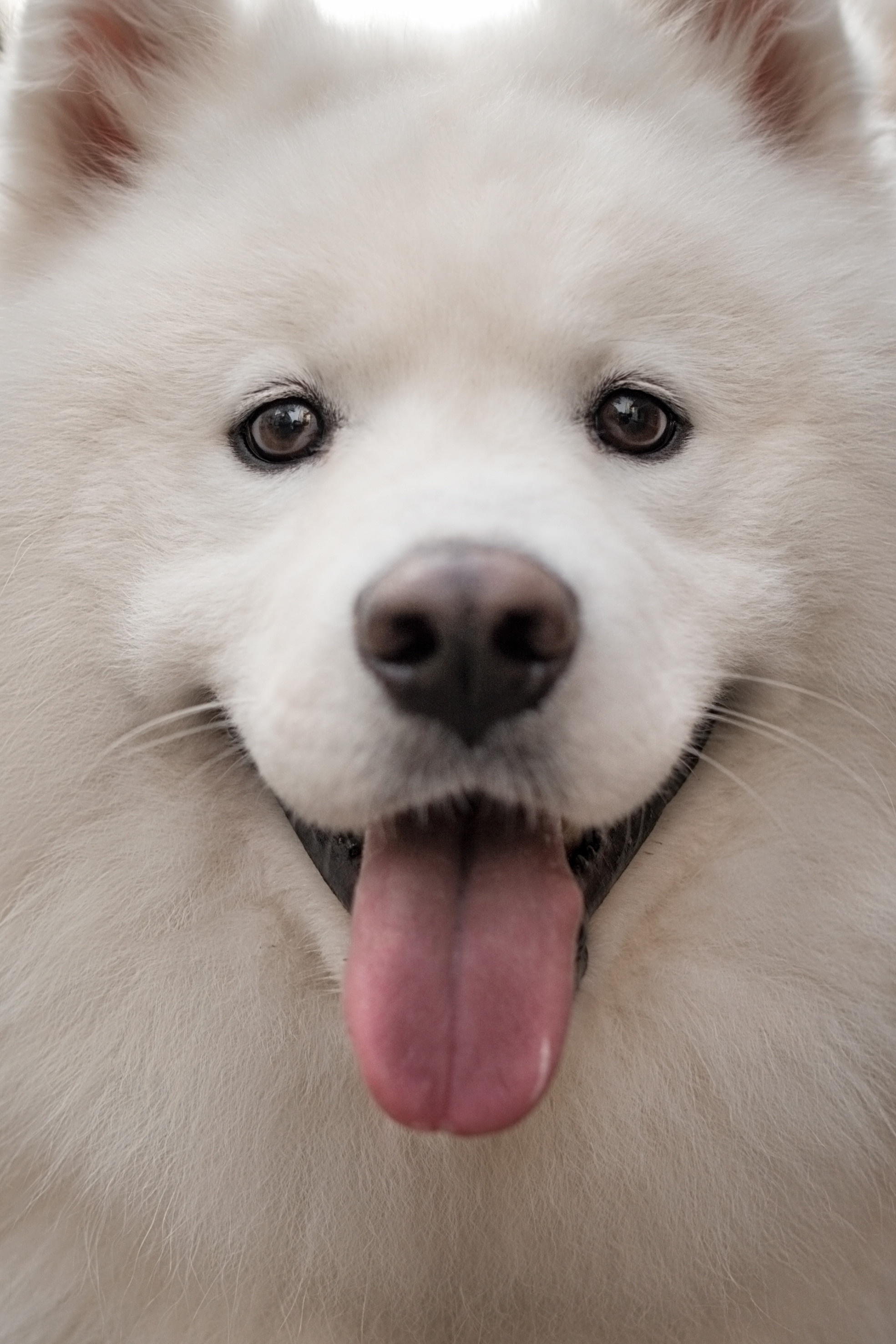 Белый и пушистый. Фотограф анималист