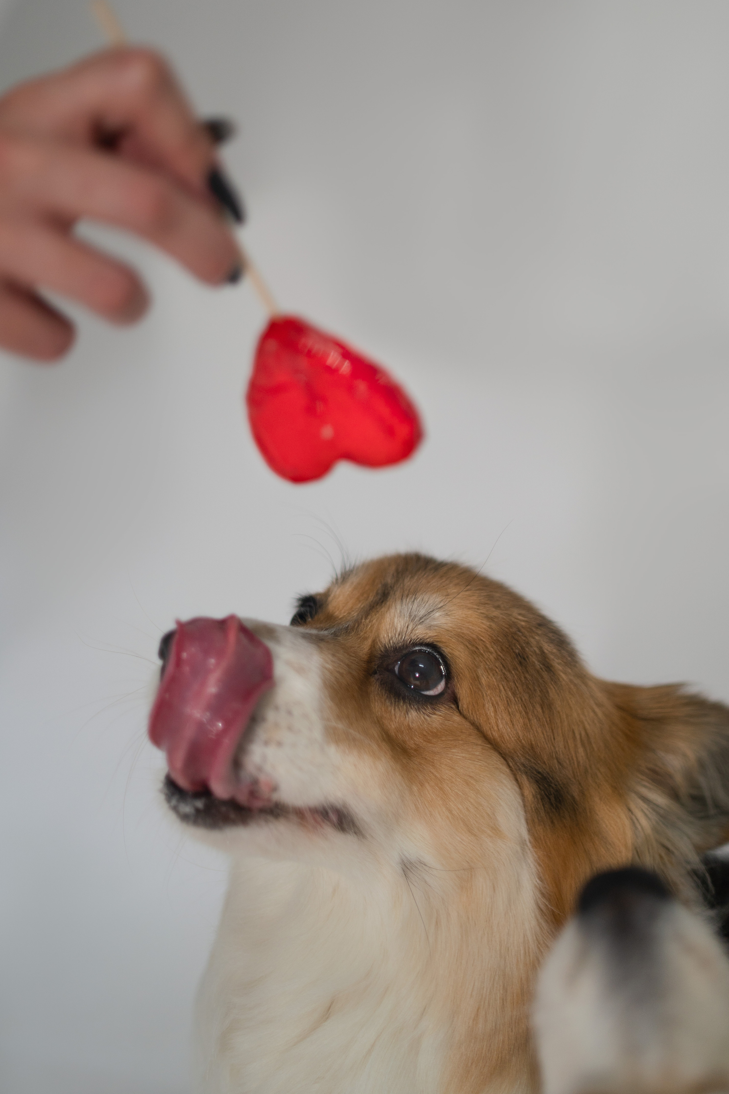 Марина и ее коржики. Фотограф анималист