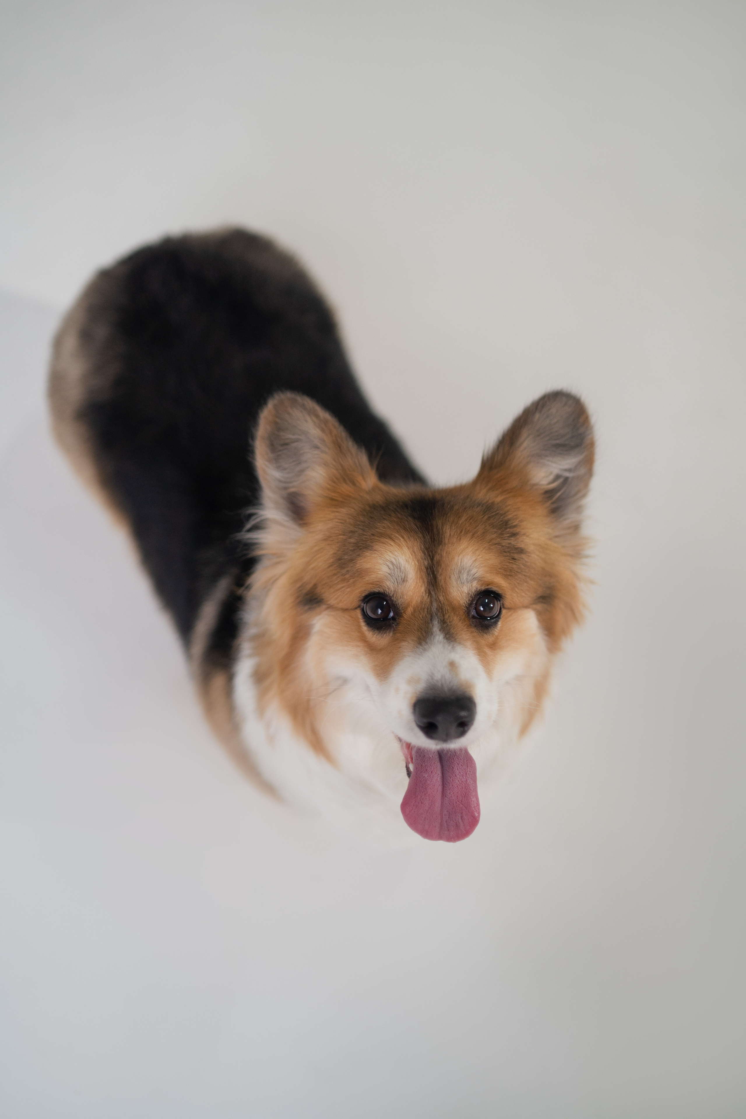 Марина и ее коржики. Фотограф анималист