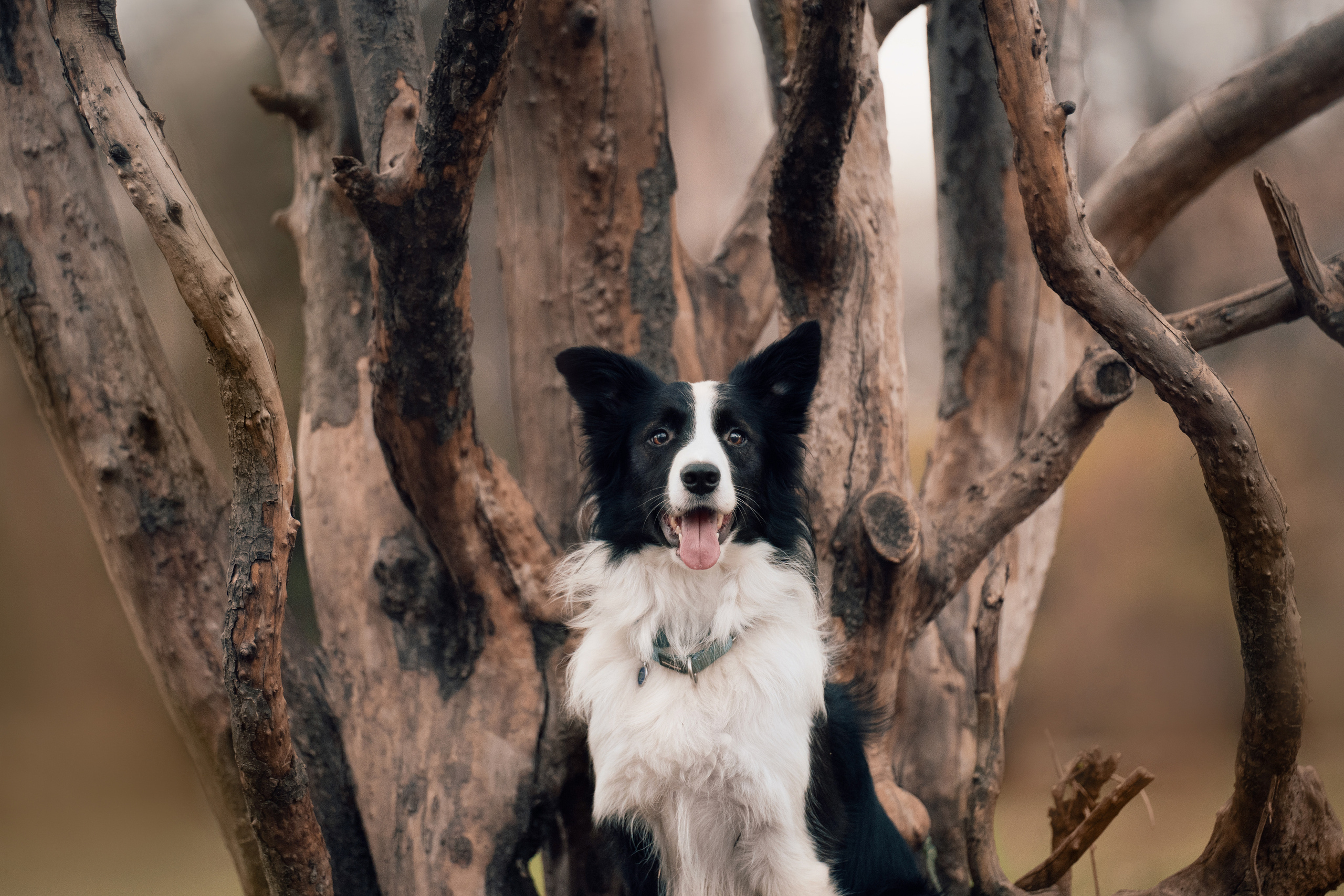 Новогодний Фиш. Фотограф анималист