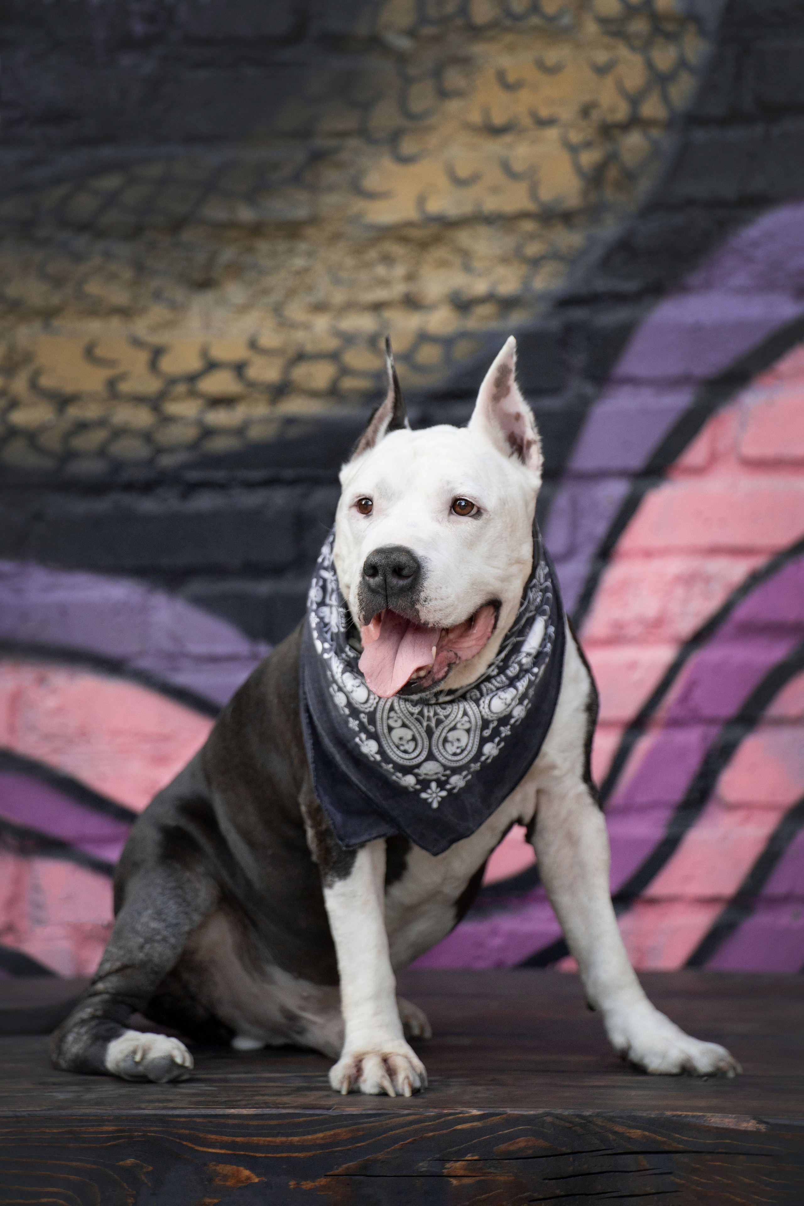 Оля и Пит в городе. Фотограф анималист