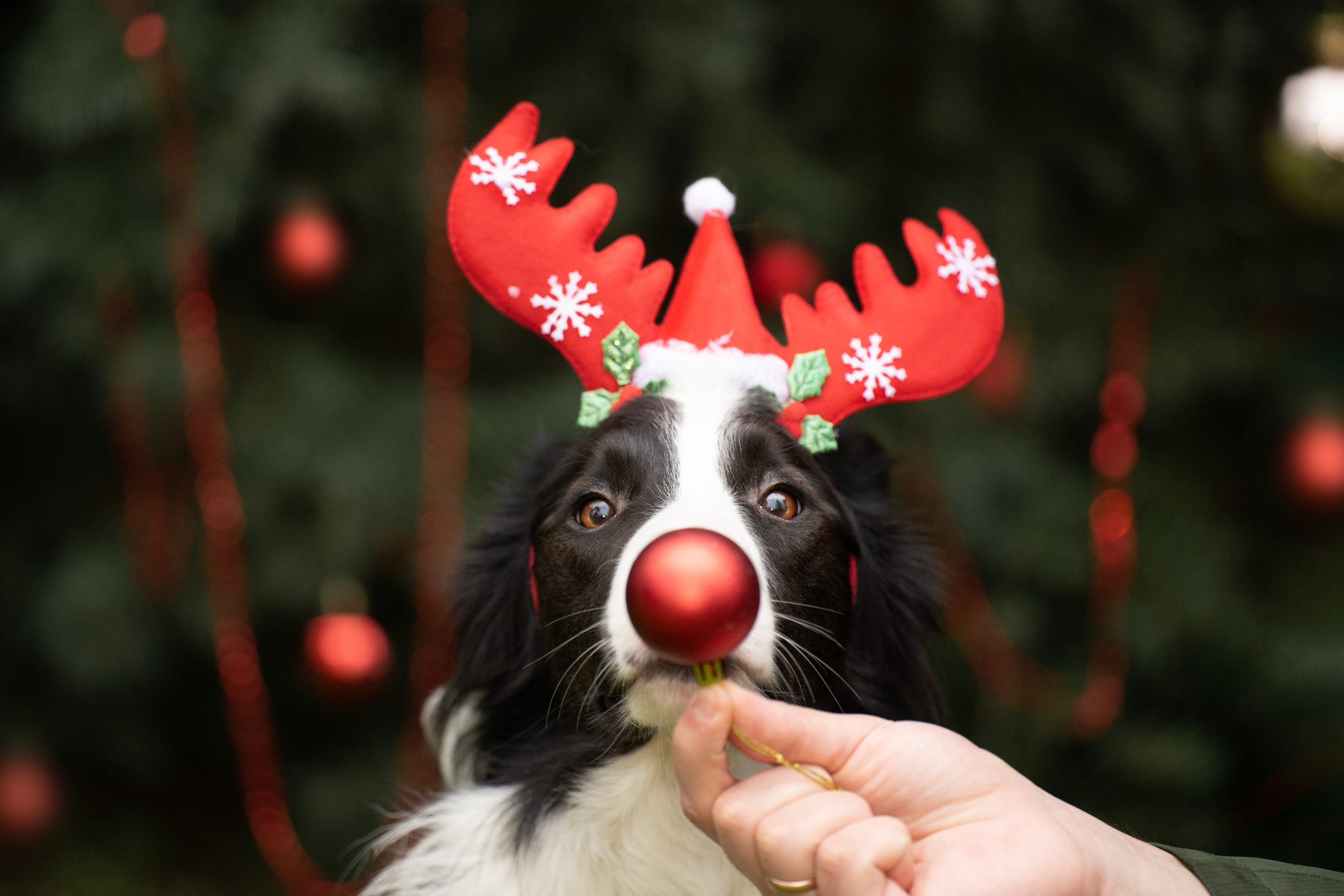 Новогодний Фиш. Фотограф анималист