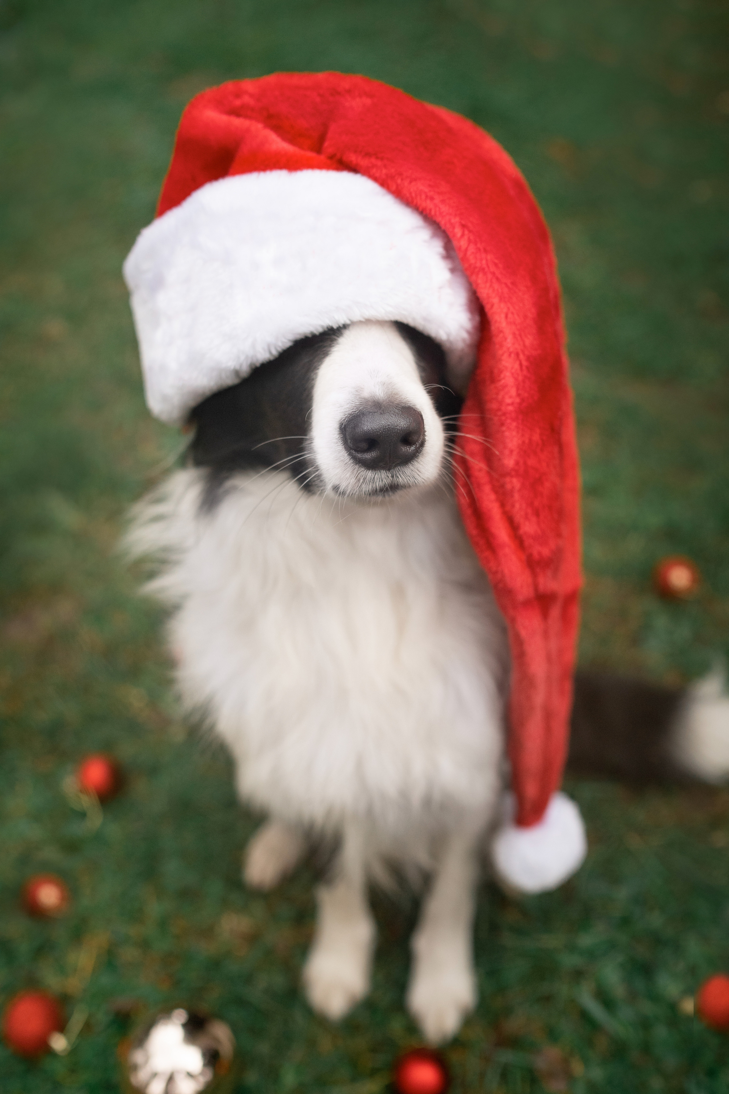 Новогодний Фиш. Фотограф анималист