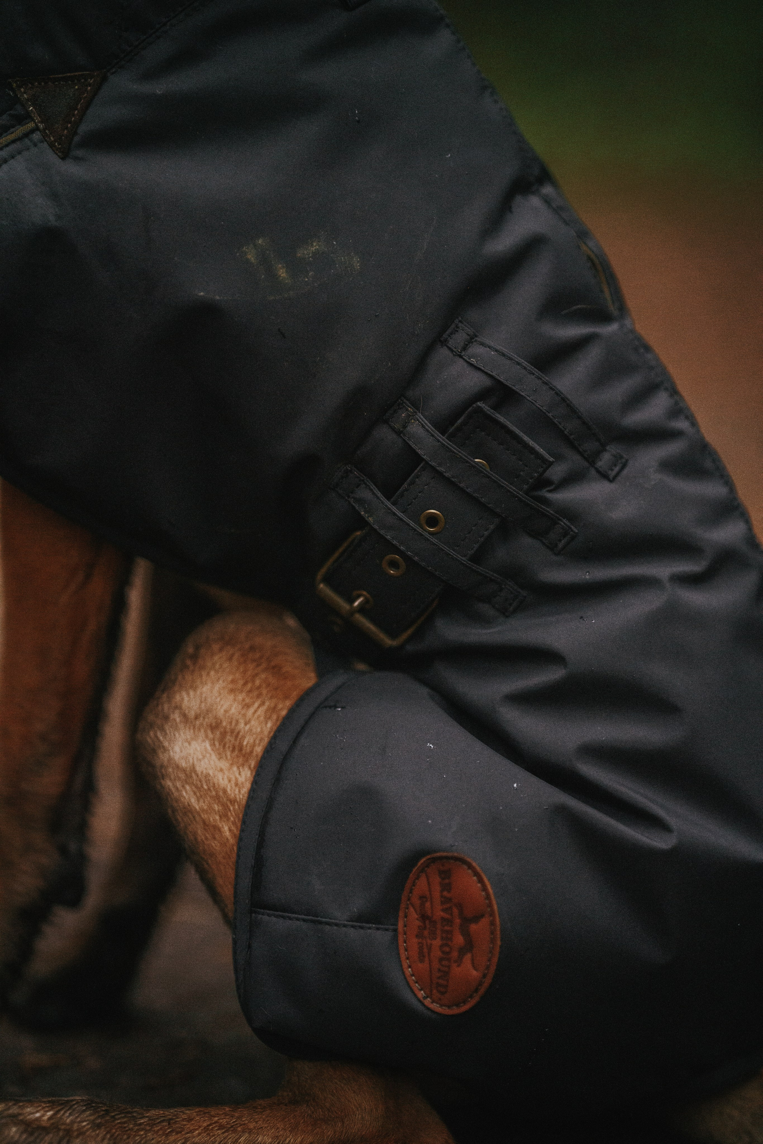 Одежда для собак Bravehound. Фотограф анималист Осипчикова Мария