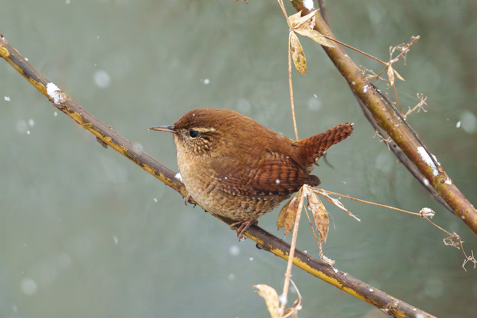 Удивительные мир птиц. Вокруг нас столько прекрасного — присмотритесь!. Ваш личный фотограф Марина Волкова