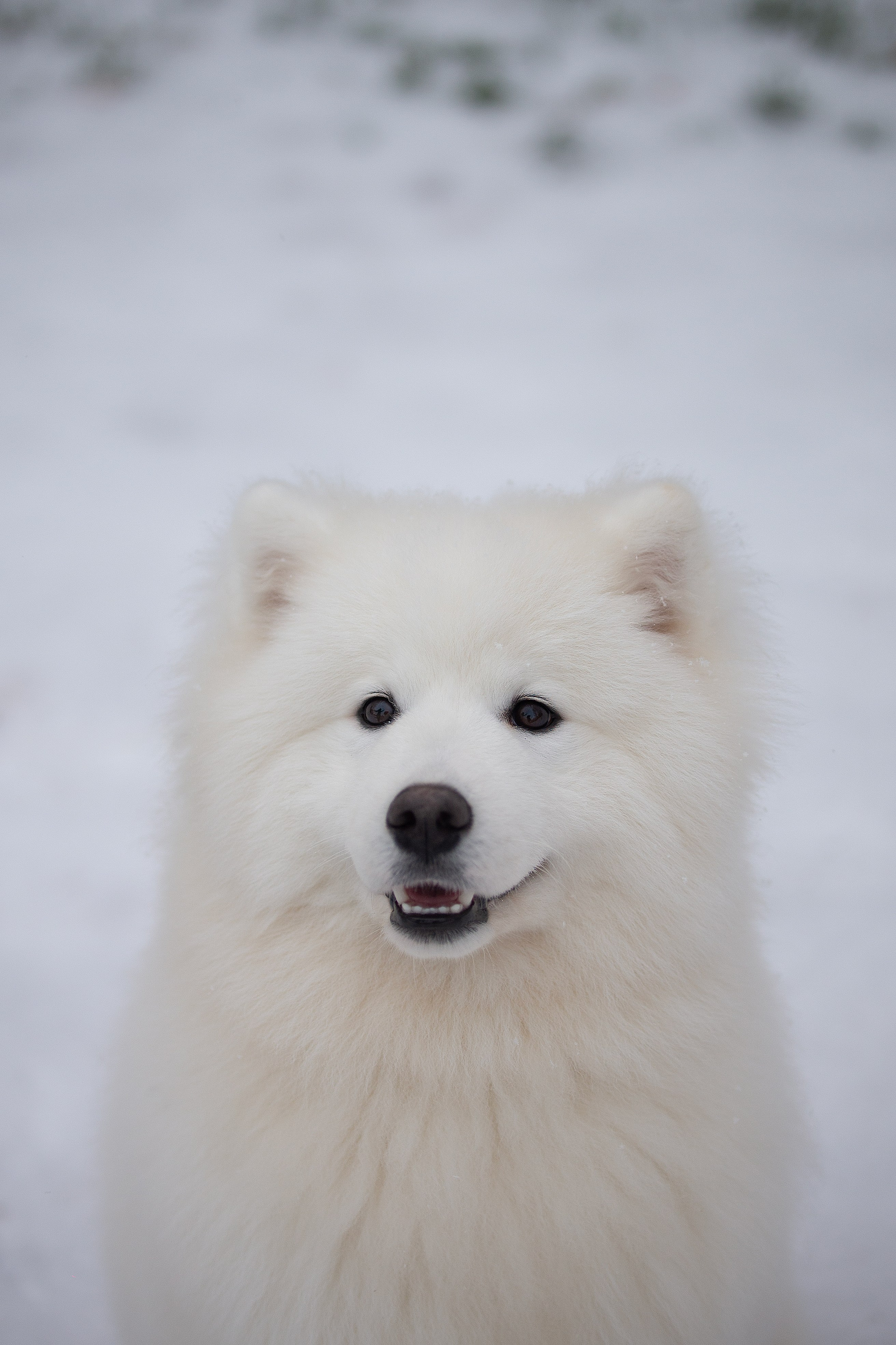 Собаки питомника Версаль. Творческий фотограф Вологда