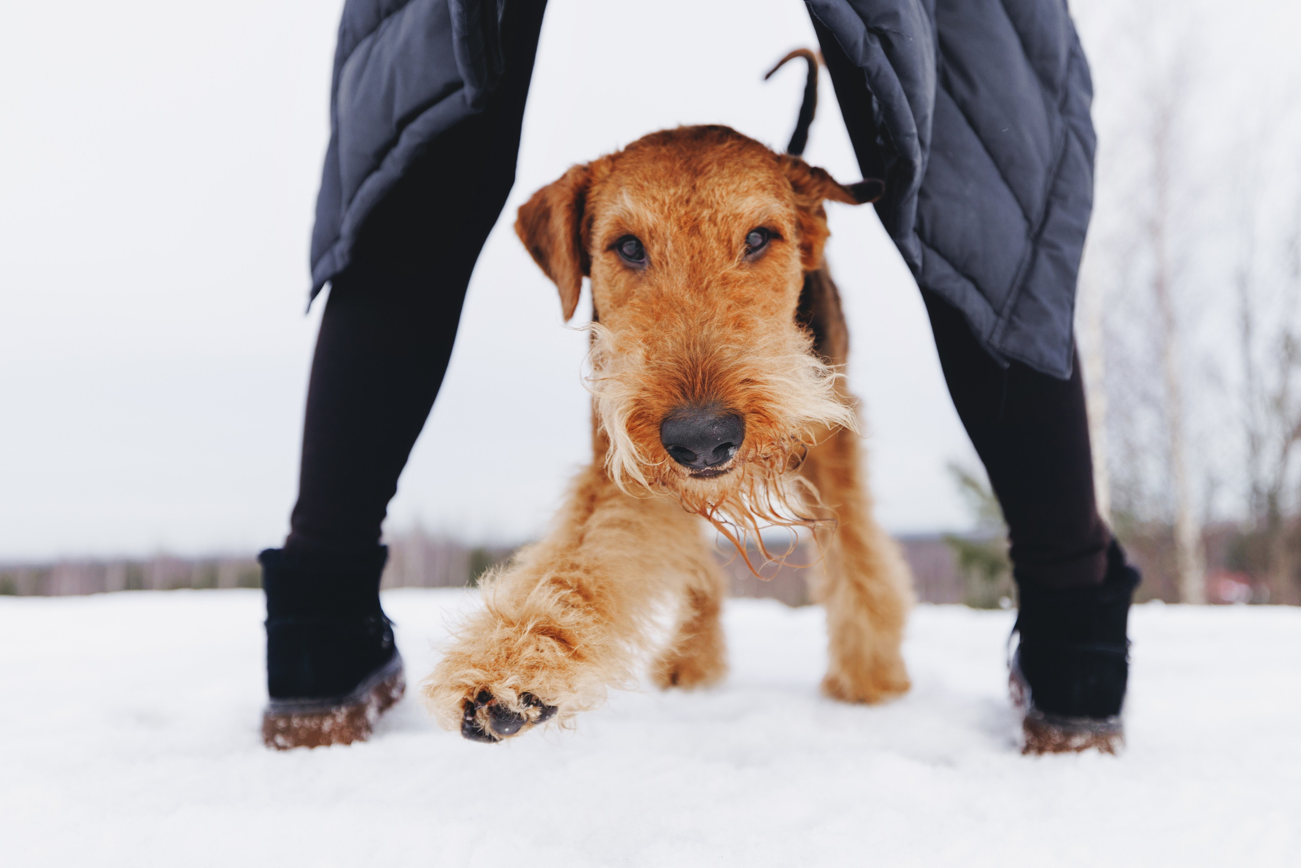 Оля и Хард. Фотограф анималист Осипчикова Мария