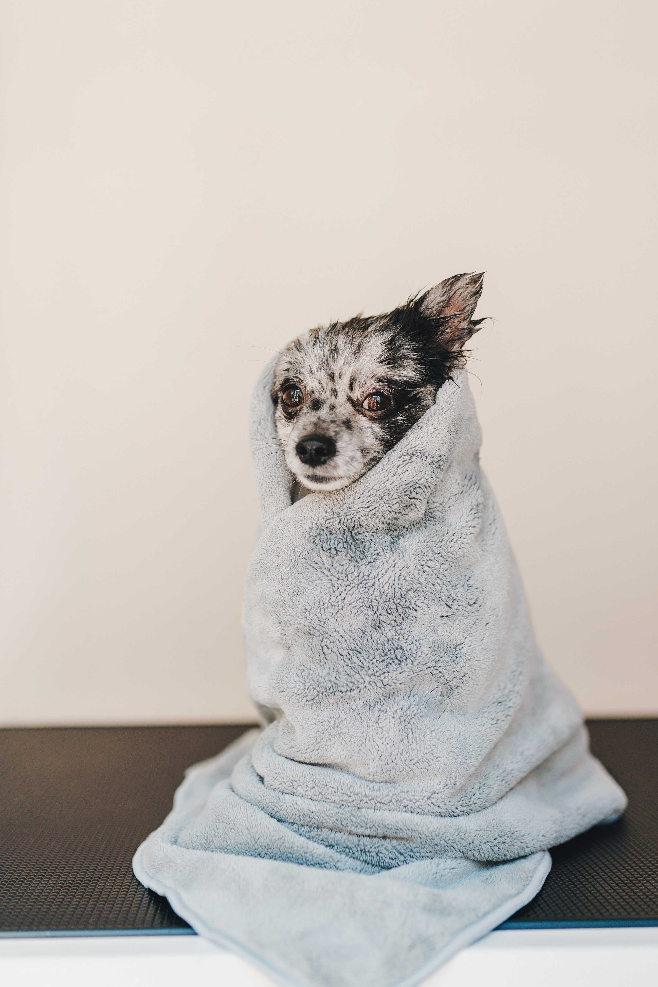 Груминг-салон. Фотограф анималист Осипчикова Мария