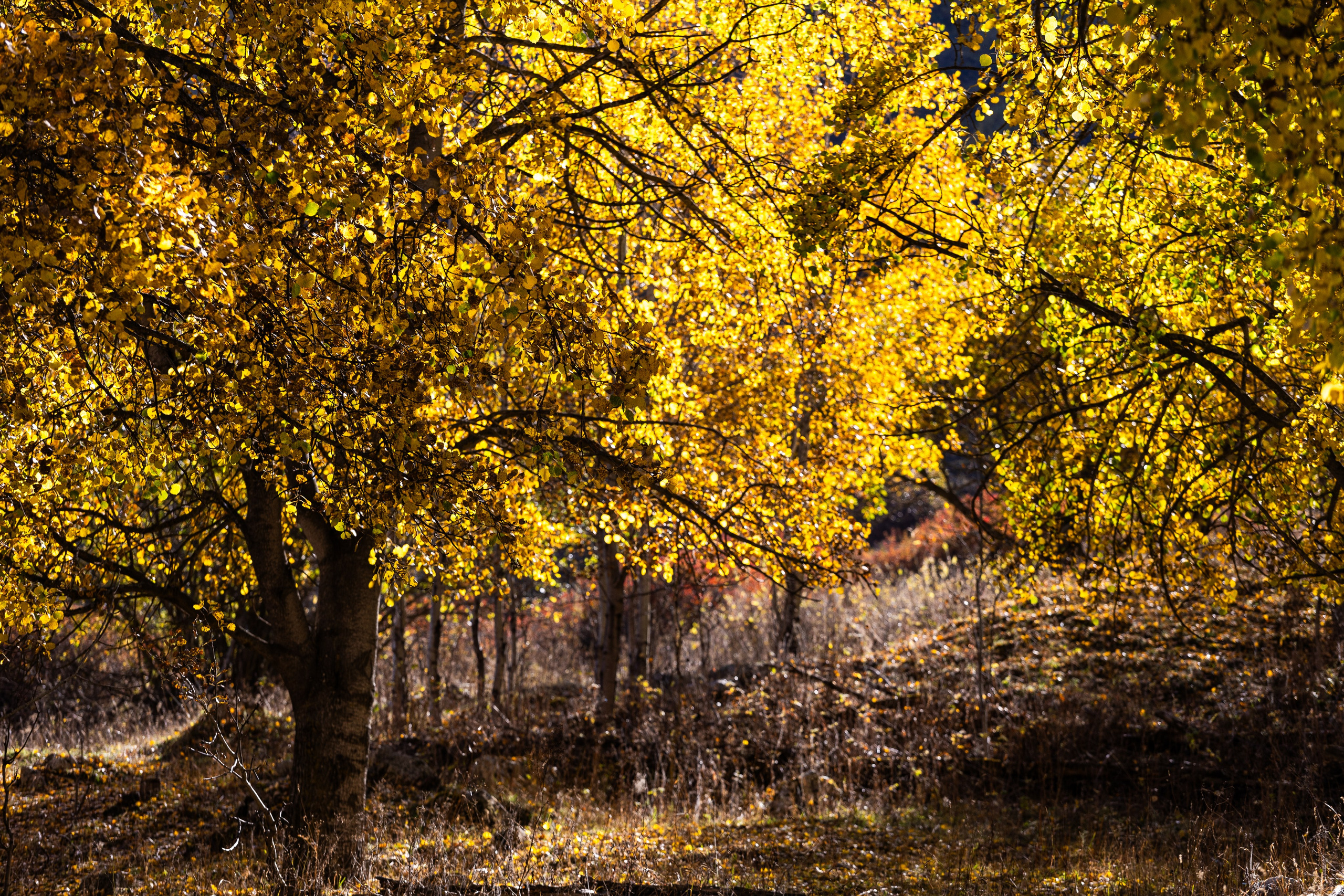 Россия. Северный Кавказ. Добродеева Алла фотограф, Москва