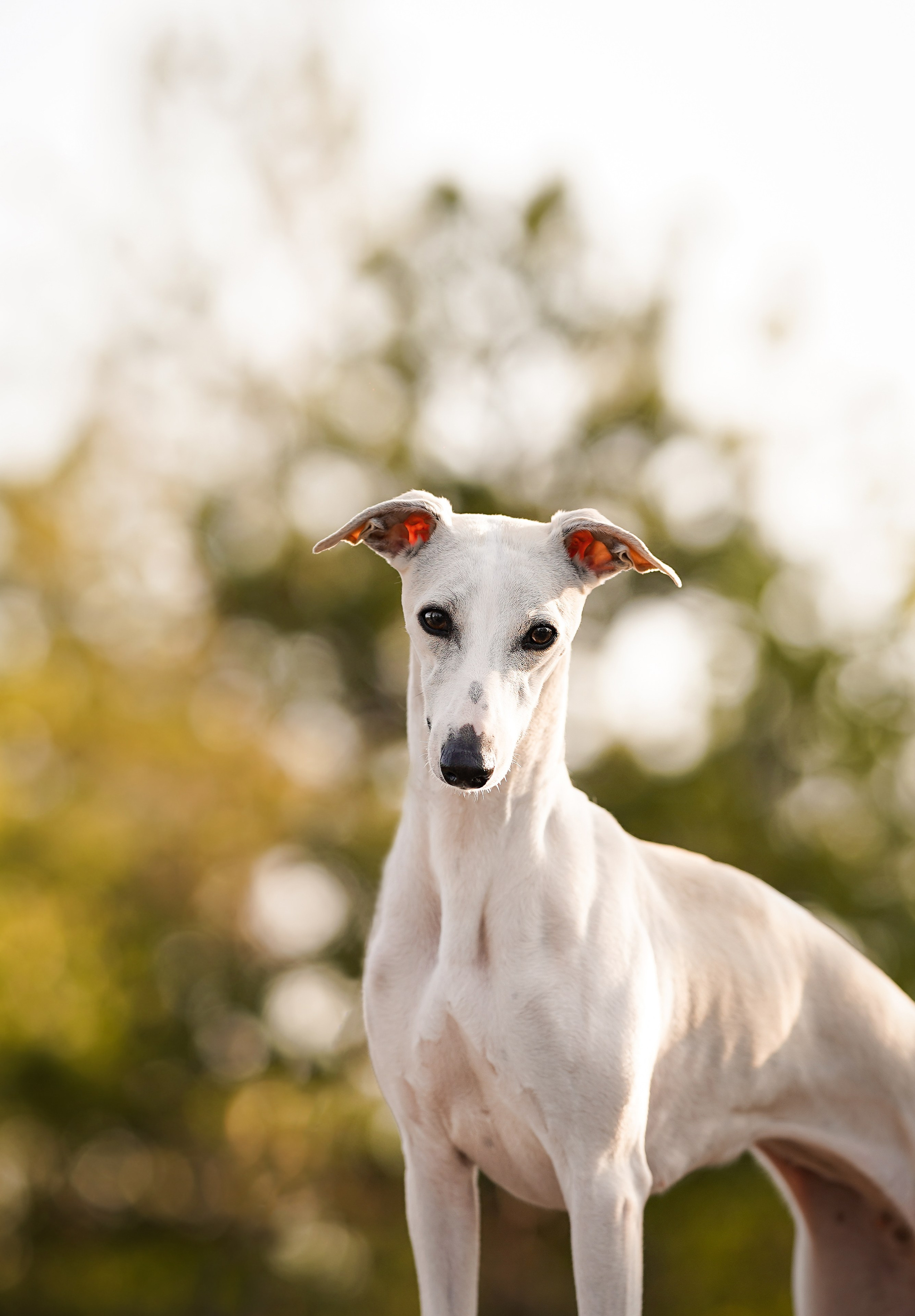 Даша Фифа Гага и Вениамина. Фотограф-анималист в Санкт-Петербурге Яна Мартынова