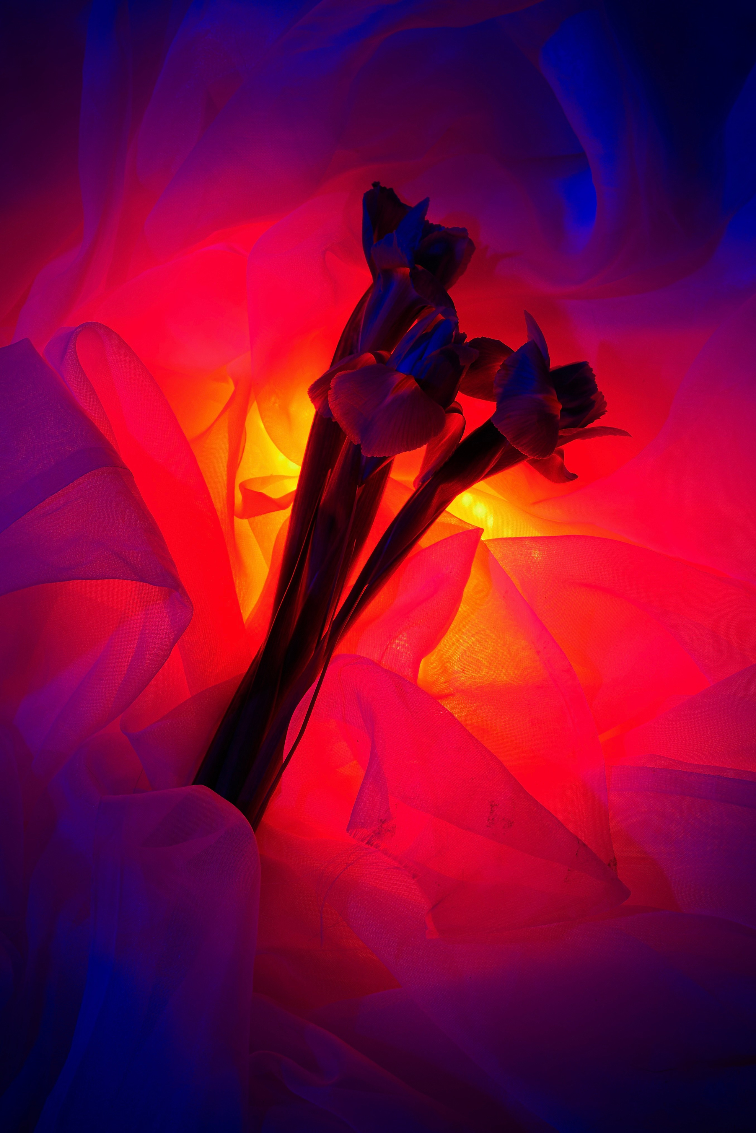 Iris. Фотограф Полина Колонтаева | Новосибирск | Pollinoir