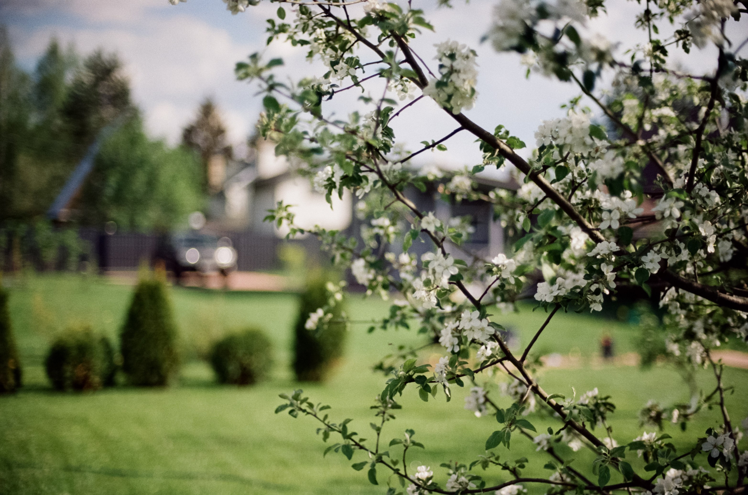 Nikon F100 — Micro-Nikkor-P.C Auto 55 mm f3.5 | май 2025 года | Давыдовское