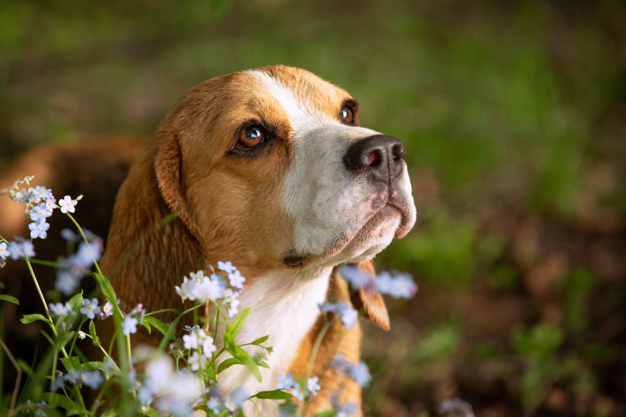 Бигли питомника КрисМэлл. Фотограф-анималист Natalia Deingel | Фотосъемка собак в Москве