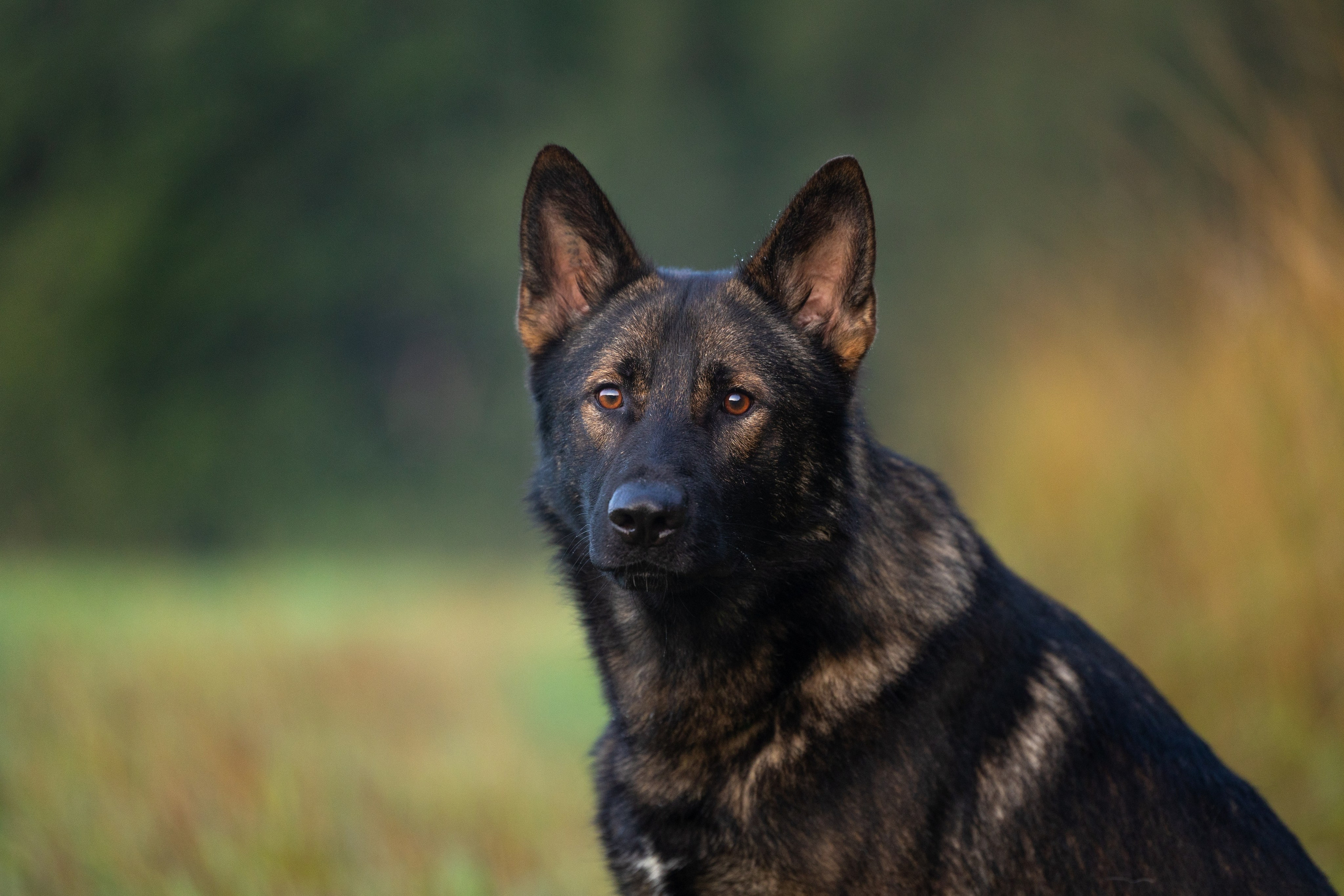 Немецкие овчарки Кетчер и Роскошь. Фотограф-анималист Natalia Deingel | Фотосъемка собак в Москве
