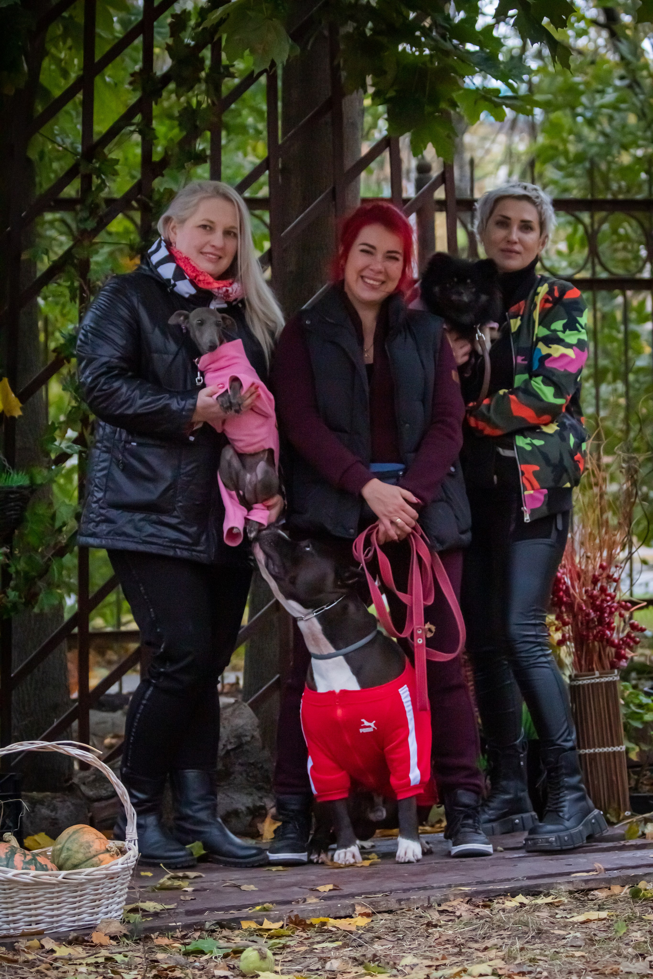 Костюмированный парад собак. Фотограф анималист — Тула, Москва