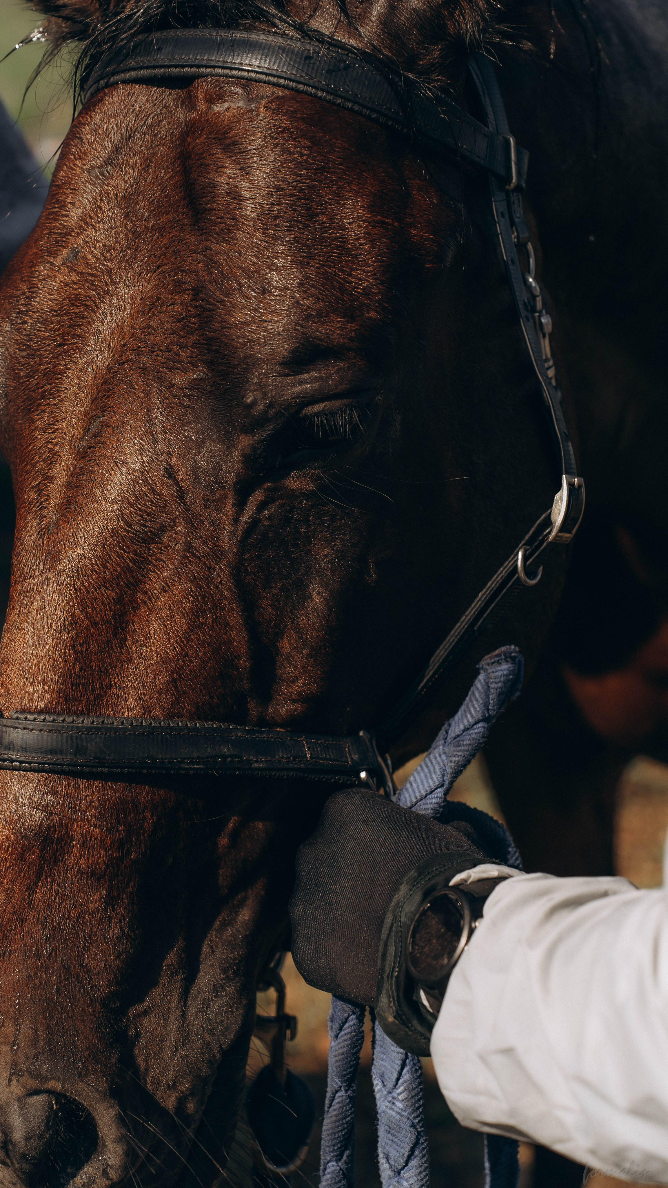 День Коня. Алиса Никитцова | Фотограф в Казани