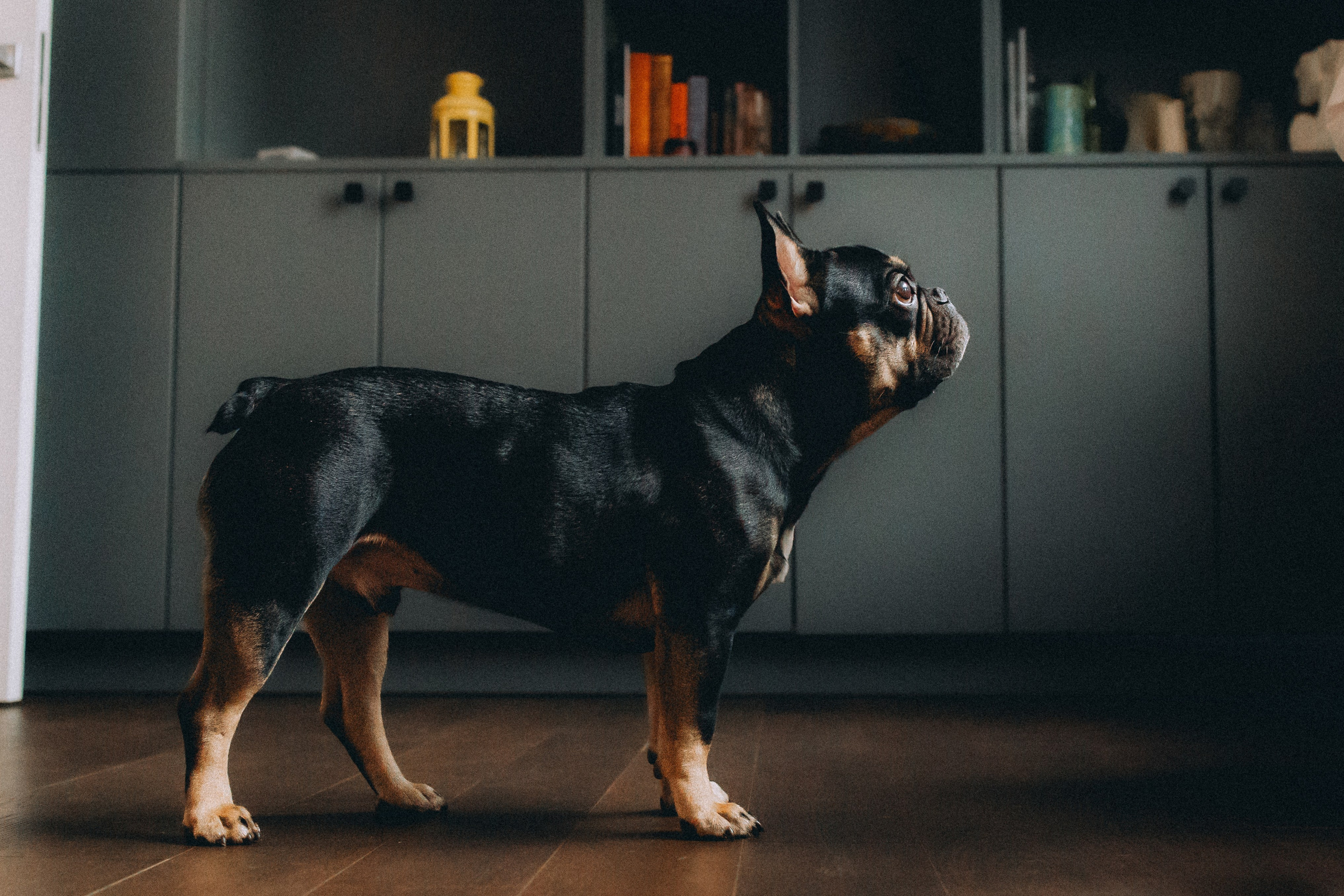 Юля, Мия и Зек