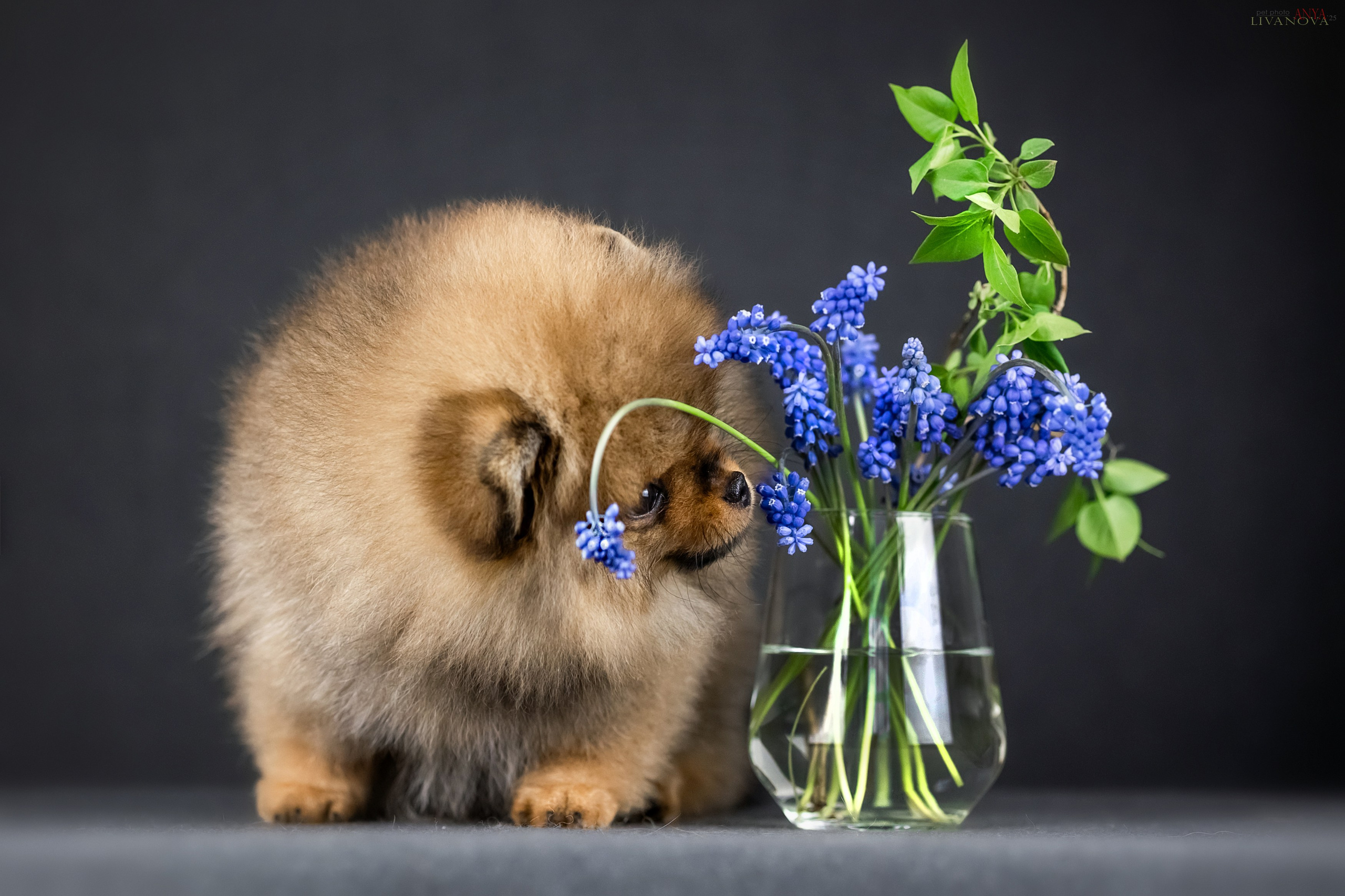 Шпицы. Фотограф анималист Аня Ливанова | Рыбинск