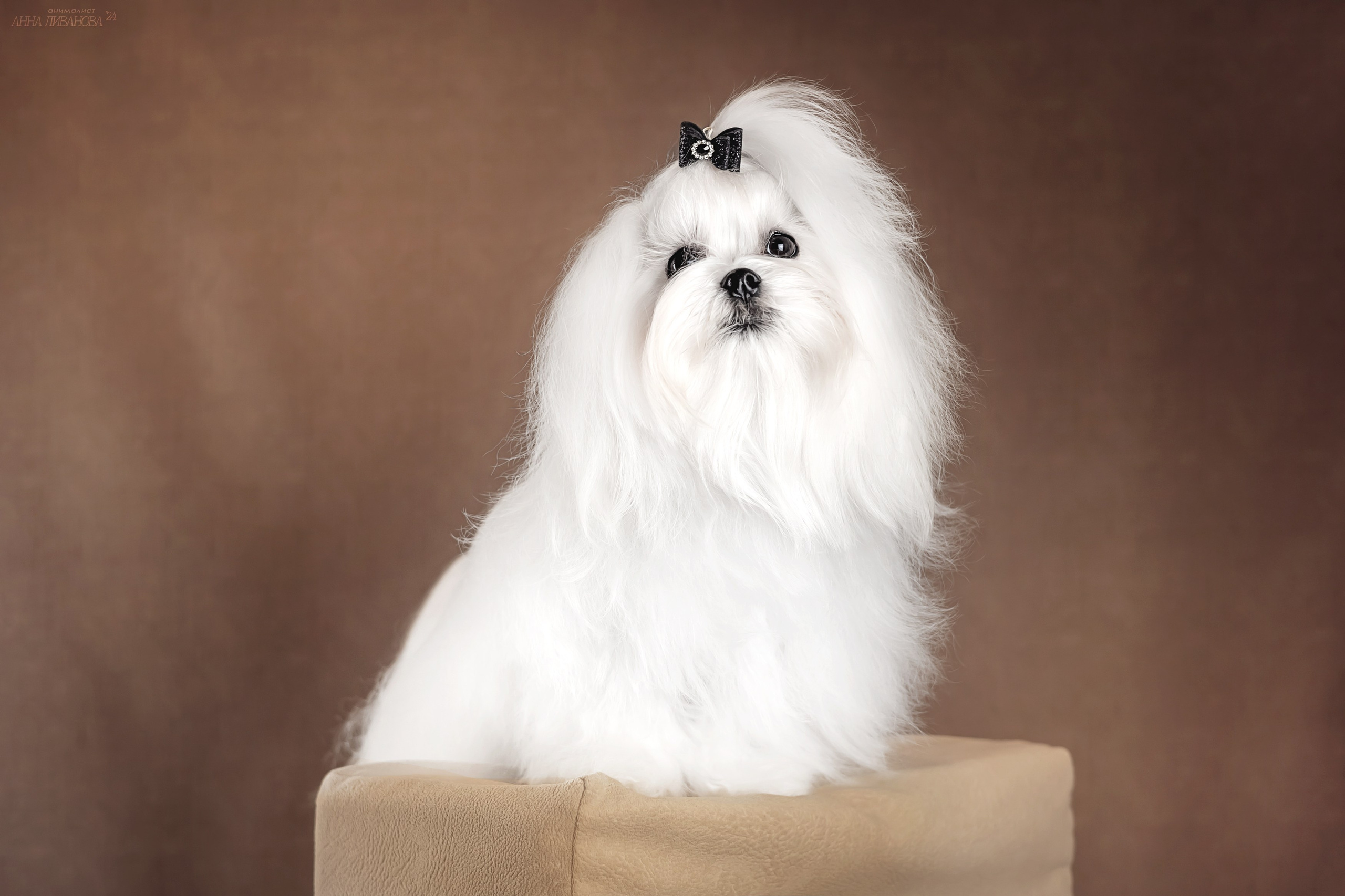 Мальтезе. Фотограф анималист Аня Ливанова | Рыбинск