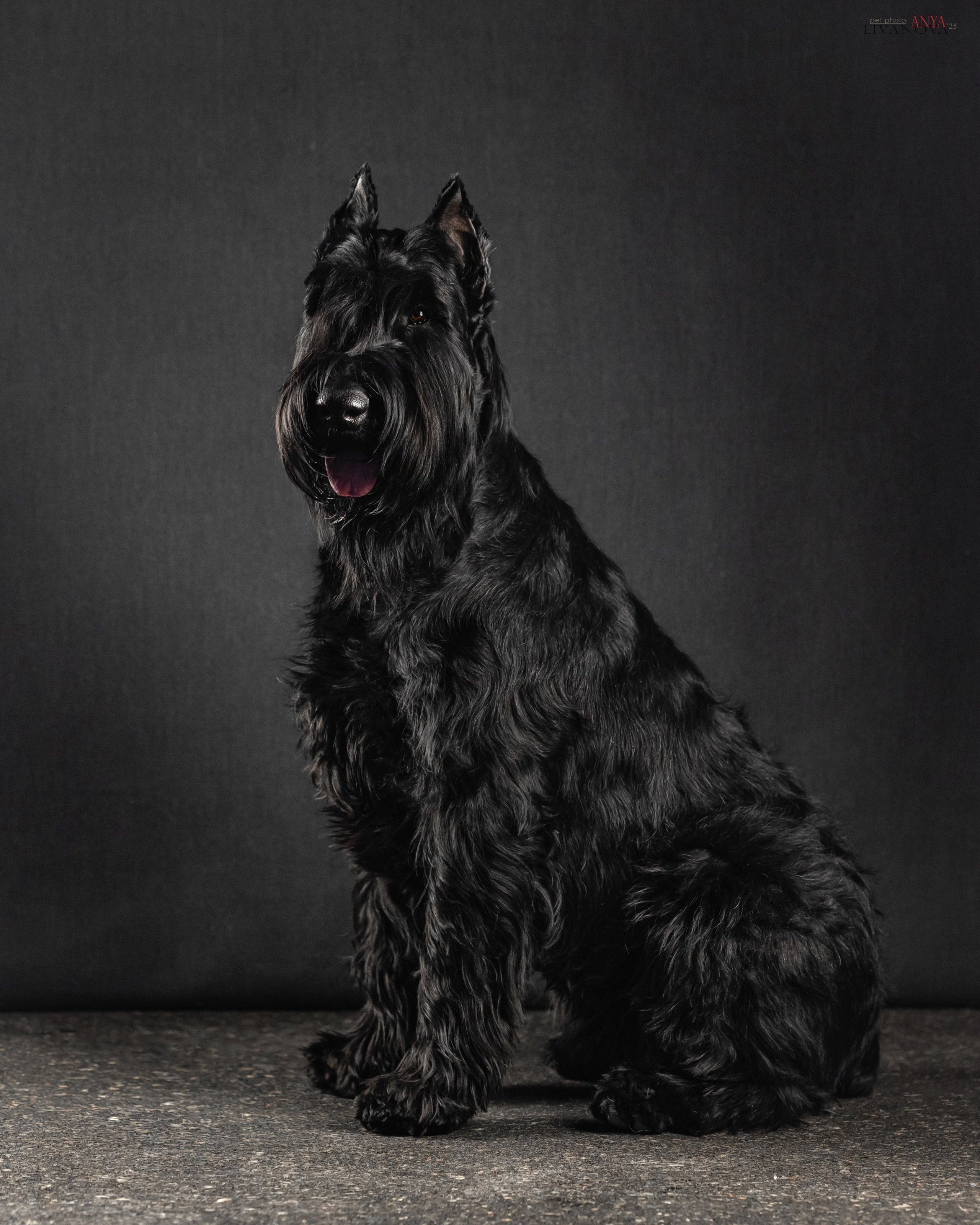 Берта. Фотограф анималист Аня Ливанова | Рыбинск